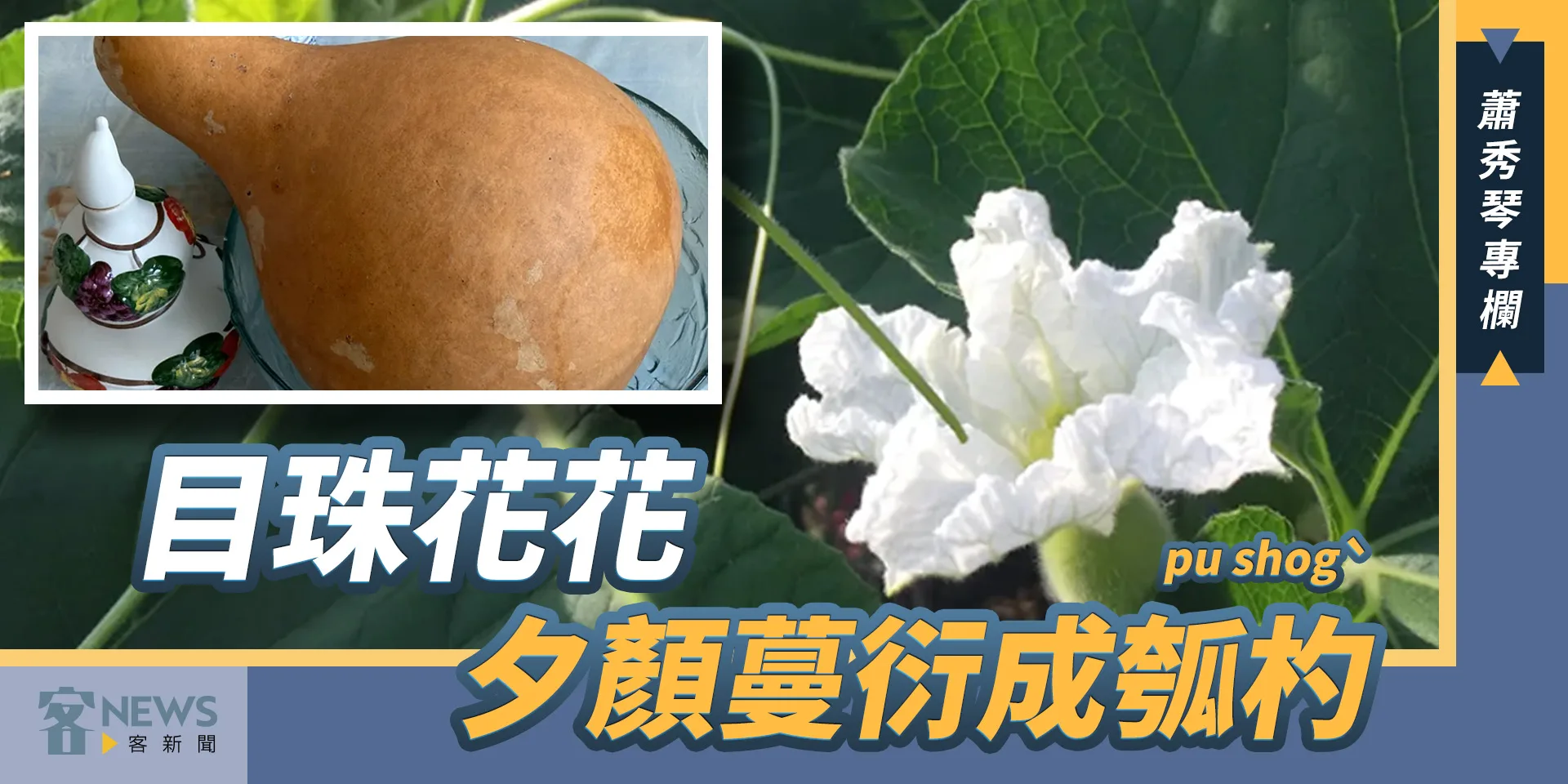 蕭秀琴專欄／目珠花花　夕顏蔓衍成瓠杓pu shogˋ