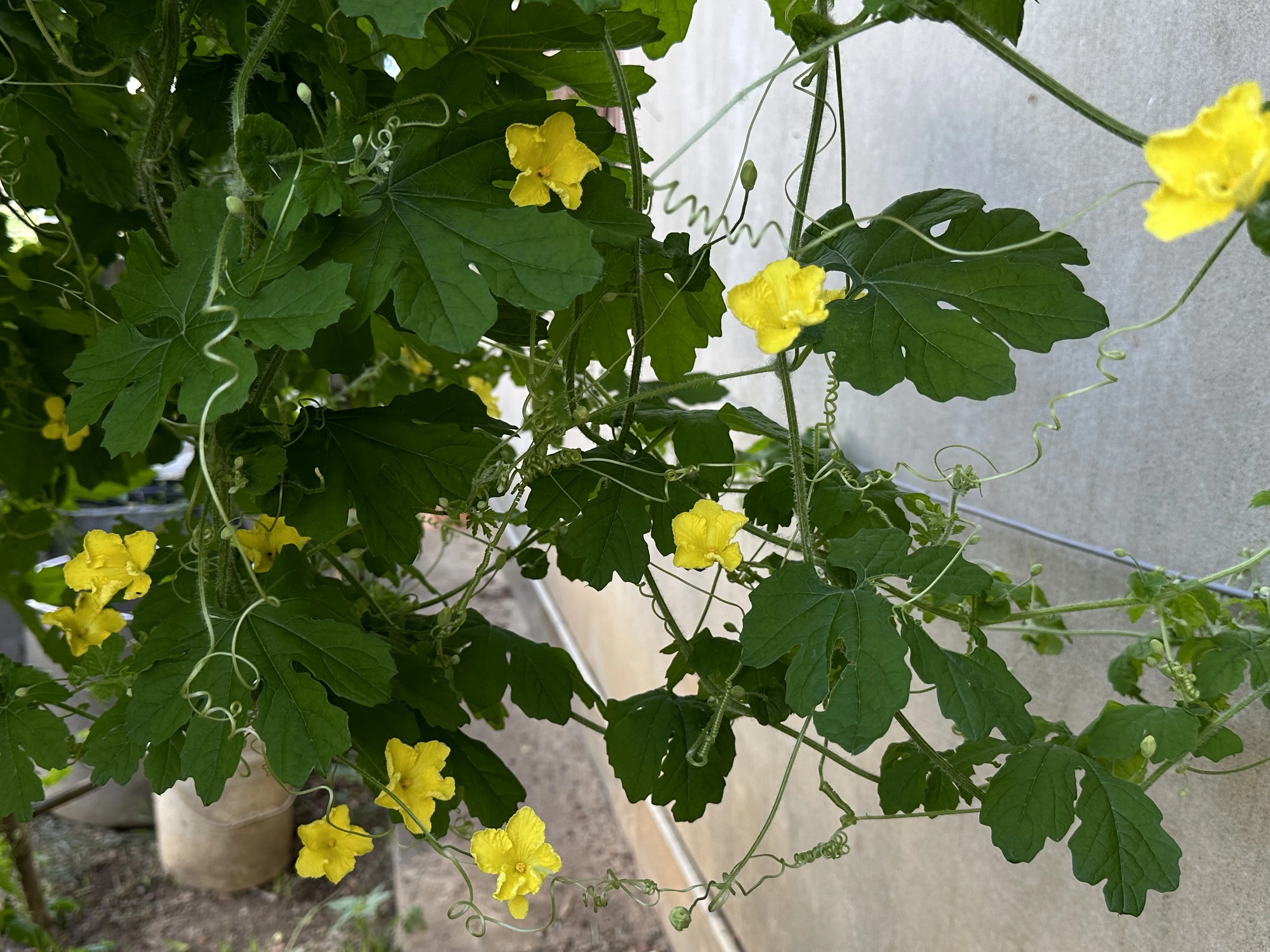 菜瓜花。蕭秀琴提供