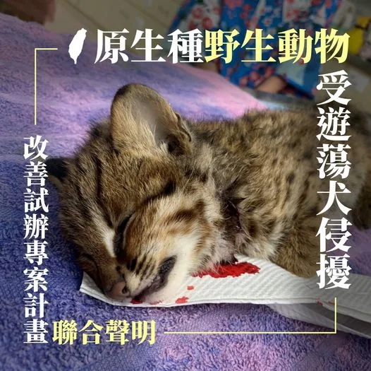 保育團體憂遊蕩犬危害生態　盼檢討管理政策