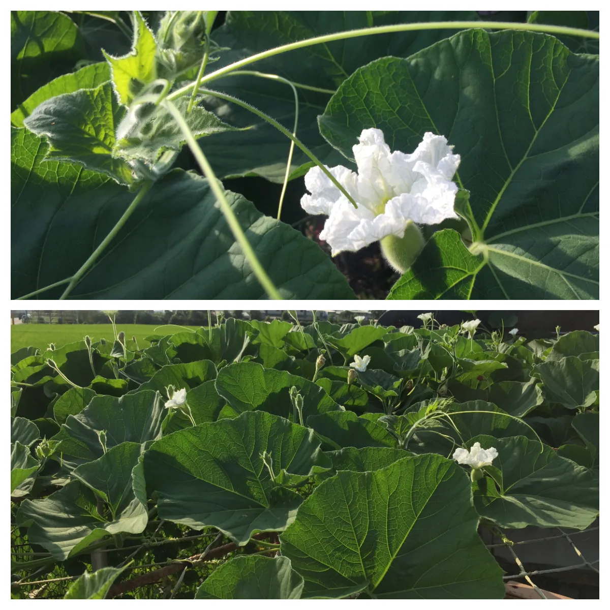 日本四花之一的夕顏就是瓠仔花。蕭秀琴提供