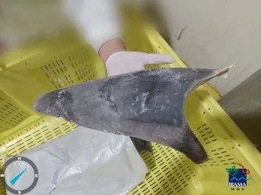當地的非法捕鯊者會在捕獲鯊魚後直接切掉魚鰭,並將身體其他部分丟回海中。翻攝自IBAMA官方《推特》