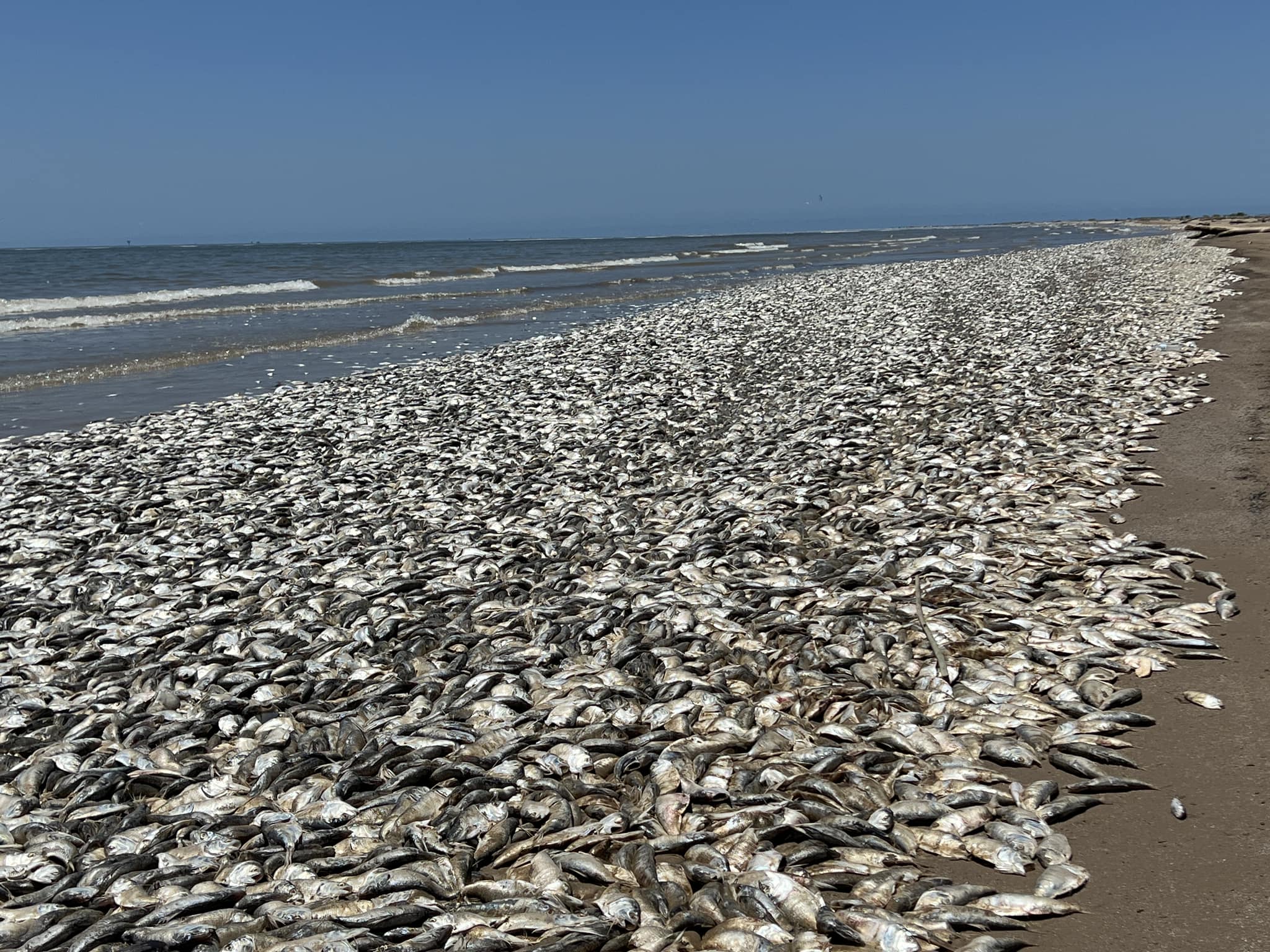 大批魚屍被海水沖上美國墨西哥灣海岸。翻攝自Quintana Beach County Park《臉書》官方粉專