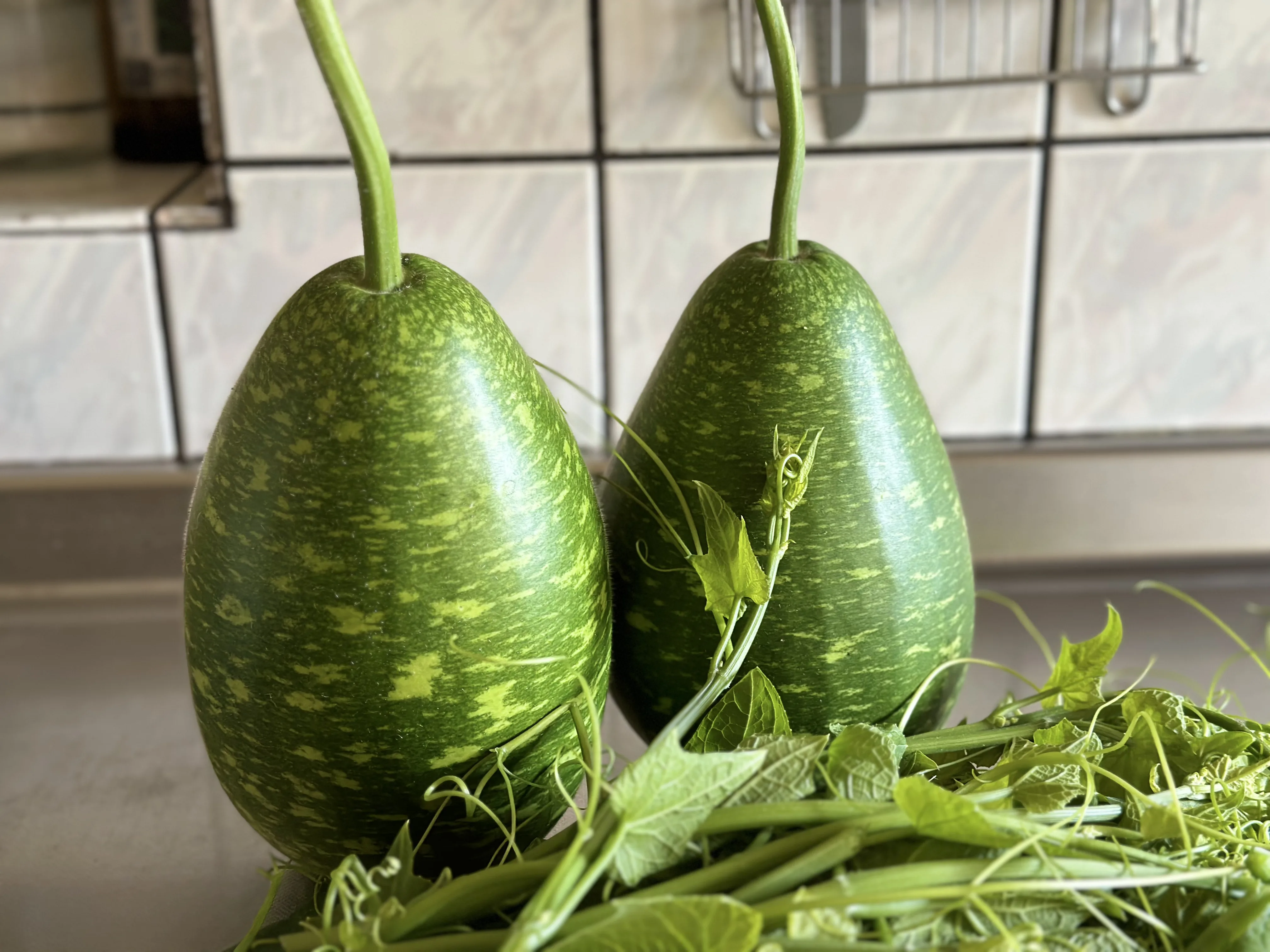 夏季果實蔬菜中的扁蒲客家人稱為瓠瓜。蕭秀琴提供