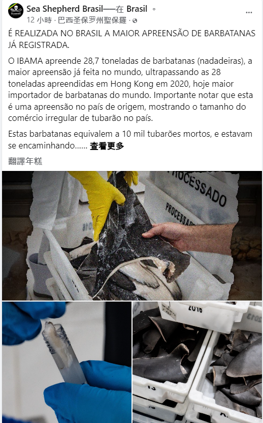 「巴西海洋守護者」組織呼籲巴西應立即禁止魚翅貿易。翻攝自Sea Shepherd Brazil《臉書》官方粉專
