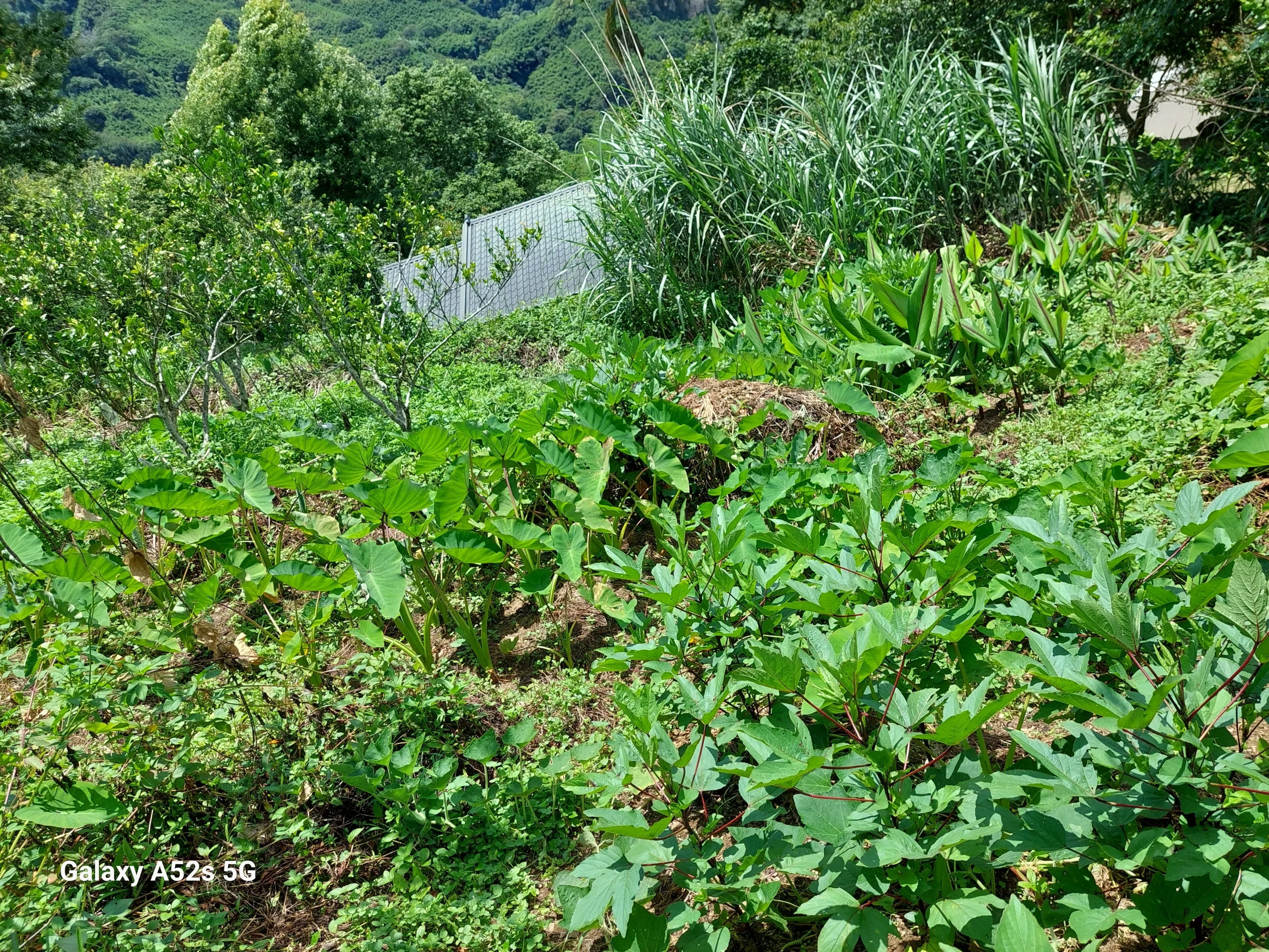 鷂婆山農場裡的檳榔芋仔。彭賢祥提供