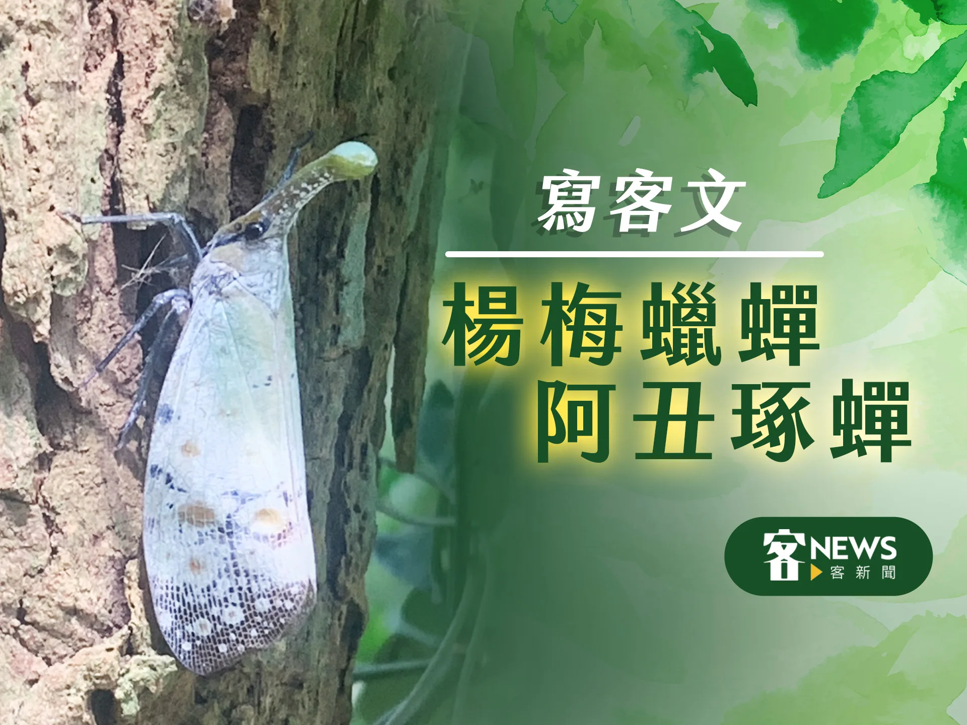 【寫客文】楊梅蠟蟬　阿丑琢蟬