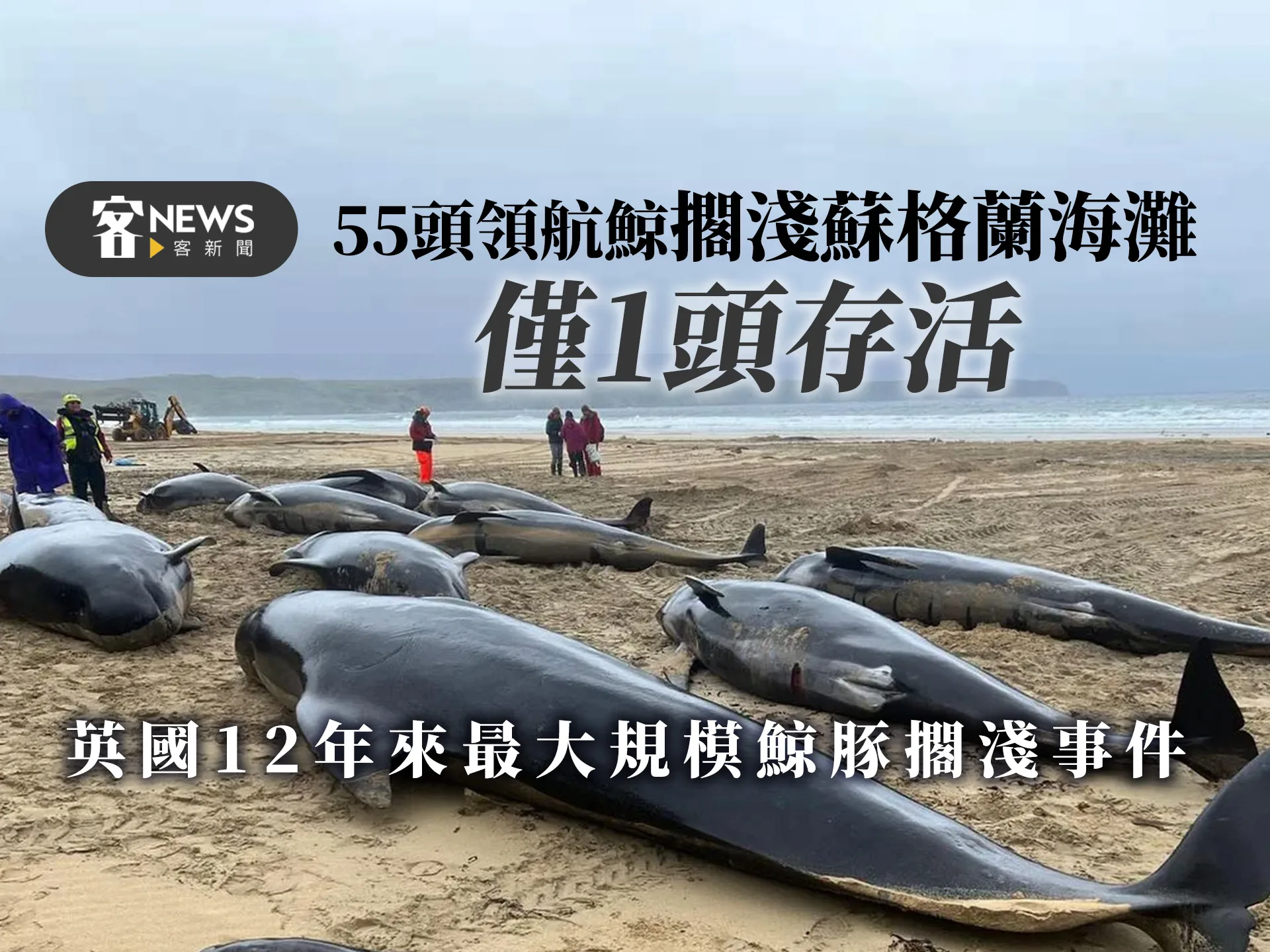 55頭領航鯨擱淺蘇格蘭海灘僅1頭存活　英國12年來最大規模鯨豚擱淺事件