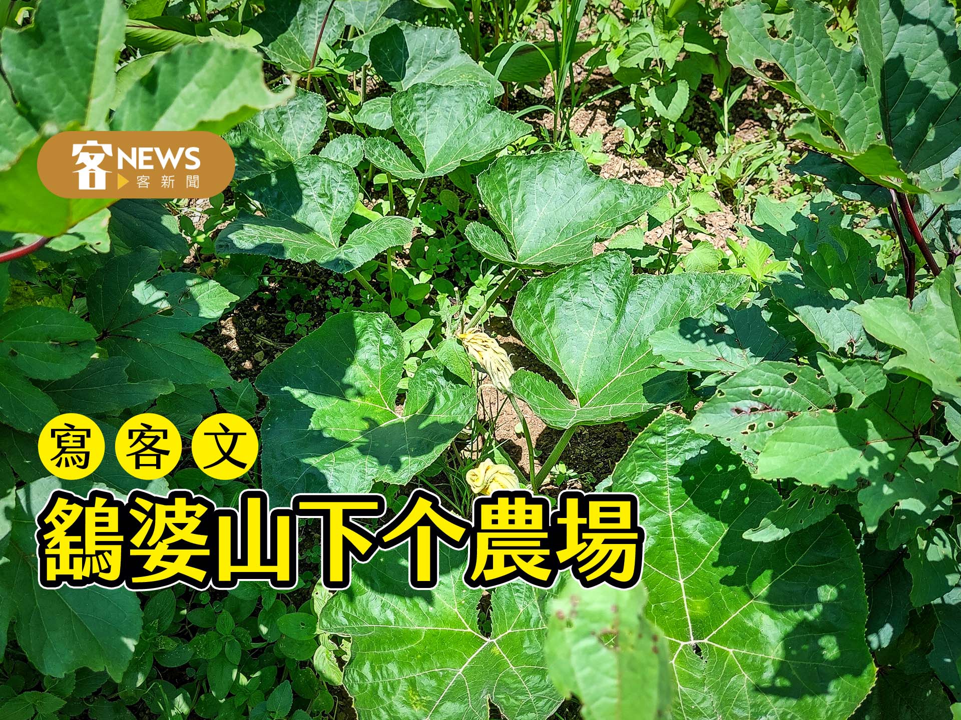 【寫客文 】鷂婆山下个農場