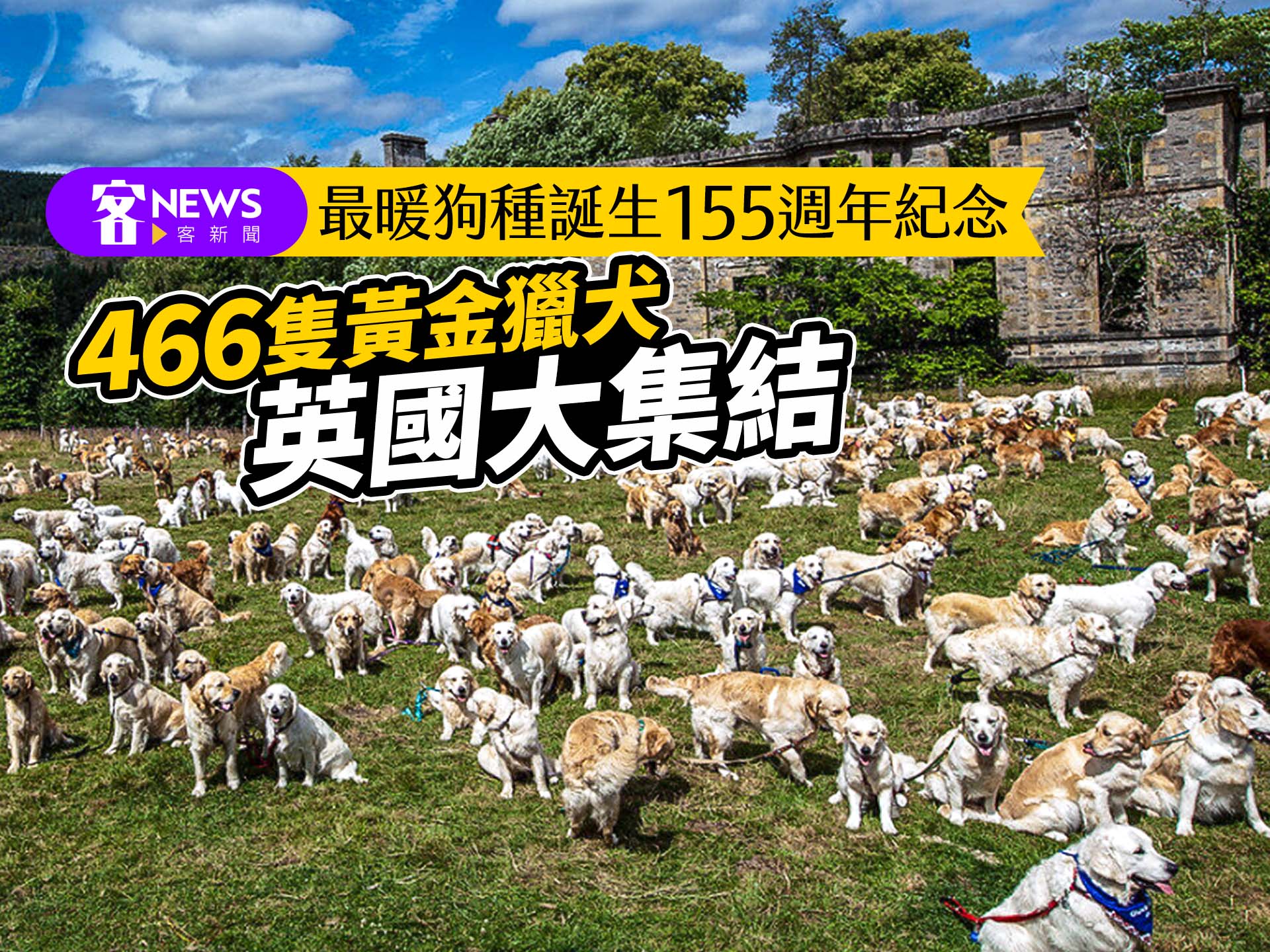 最暖狗種誕生155週年紀念　466隻黃金獵犬英國大集結