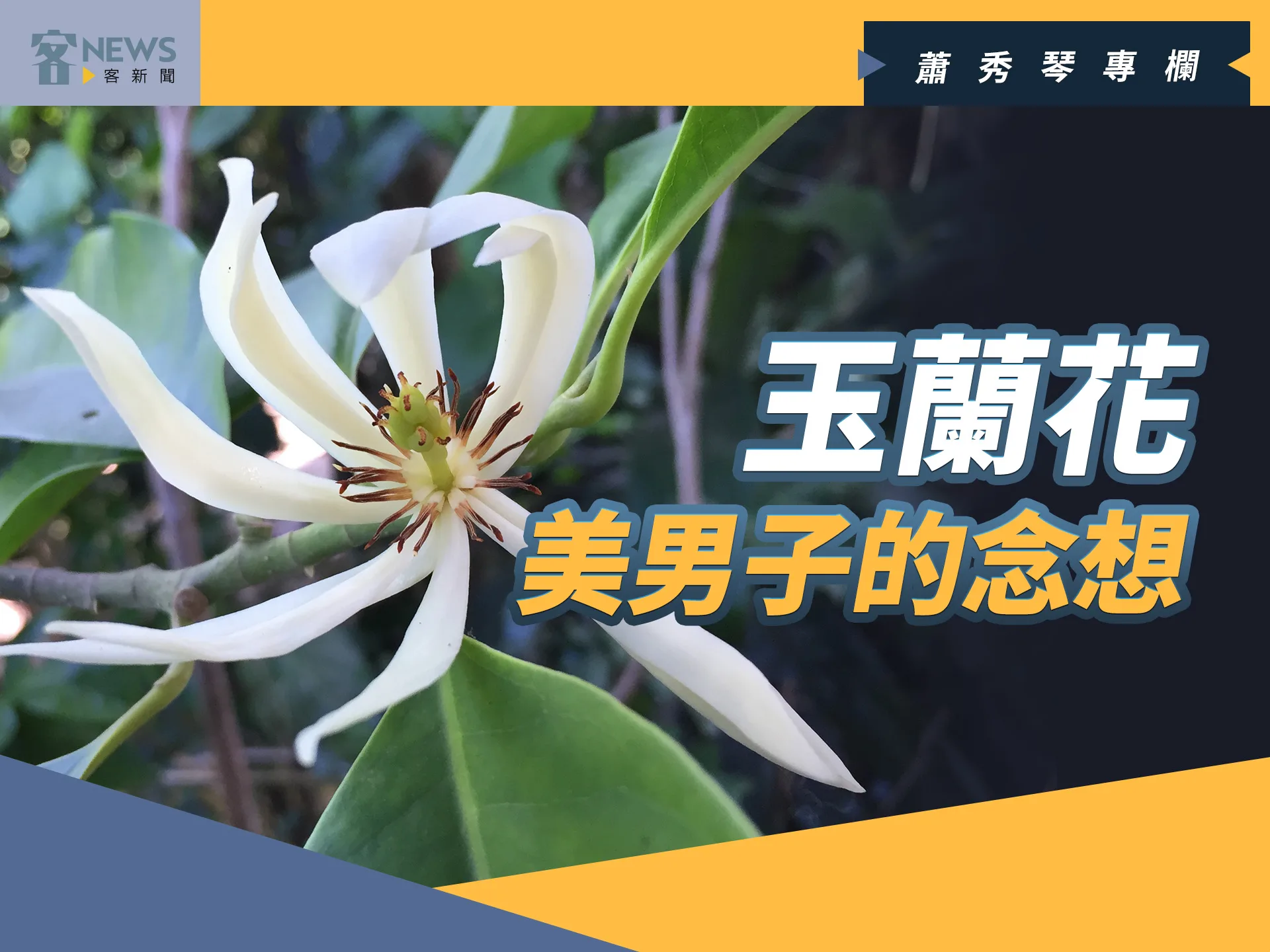 蕭秀琴專欄／玉蘭花，美男子的念想
