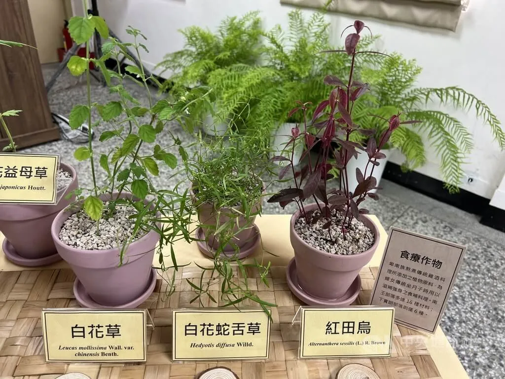 卑南族保健植物調味又養生　傳承500年祖先智慧