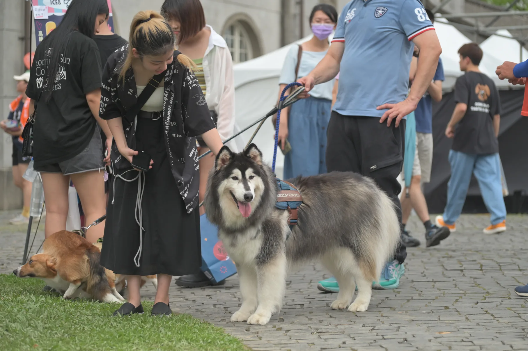 友善動物城市　高市研議寵物生命紀念、長照等草案