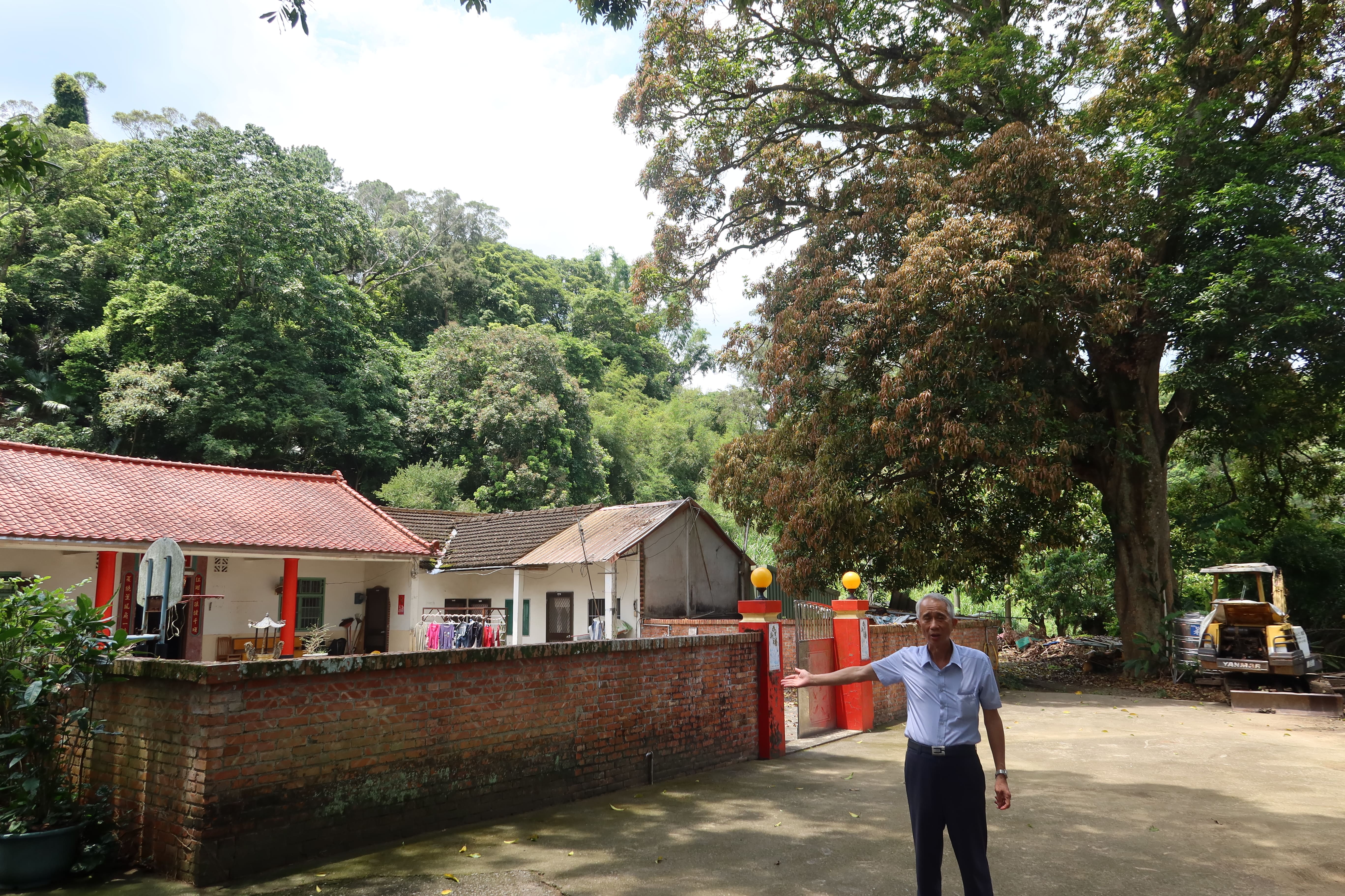 黃瑋堯說，舊黃屋宗祠原建在老樹前，水庫興建後宗祠往東移，反變成建在老樹後方，他後方這棵芒果樹是17世祖黃色雲太太所植，有134年歷史。何來美攝
