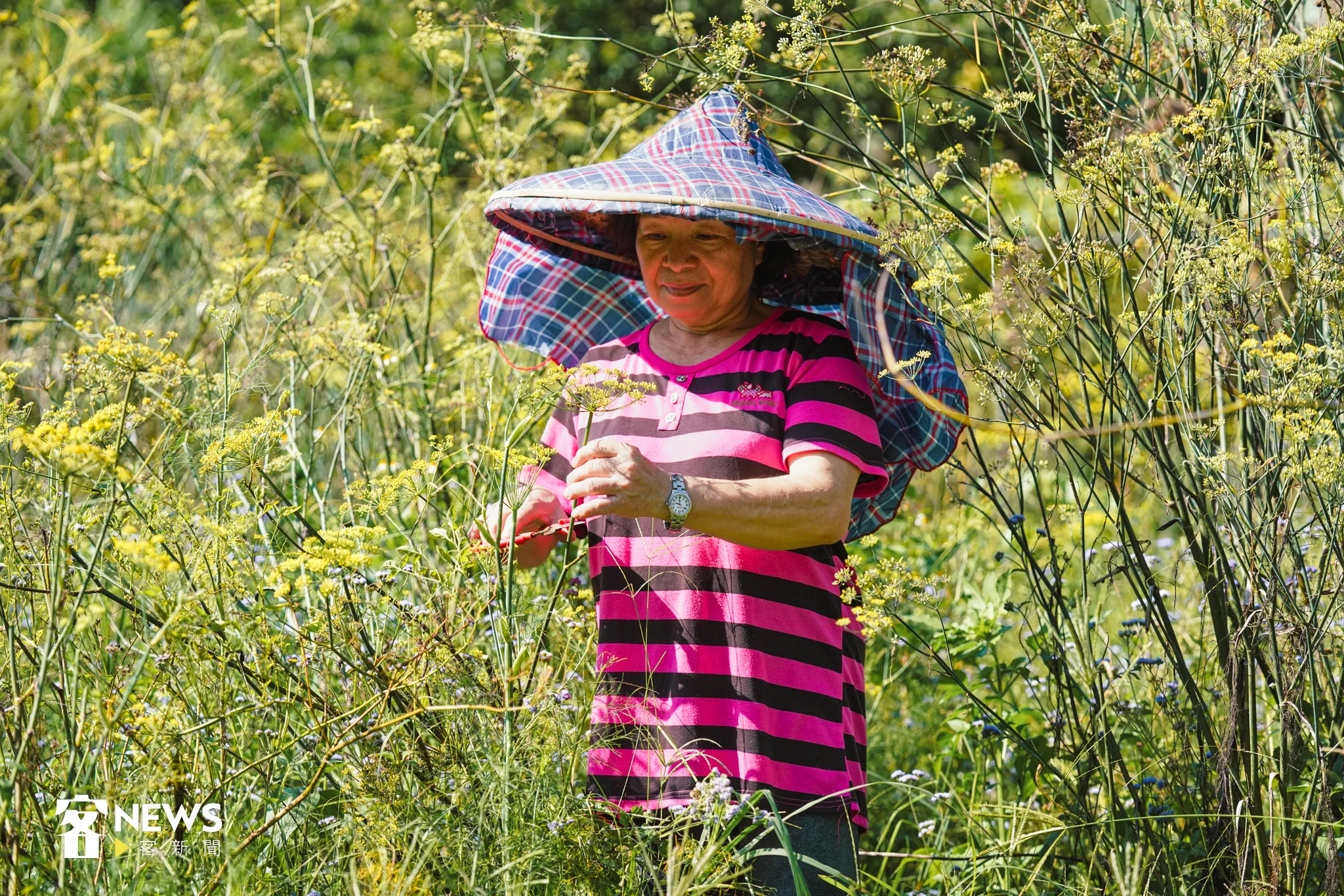 張淑玲的母親在自家實驗農園中採摘茴香。宋佩遙攝