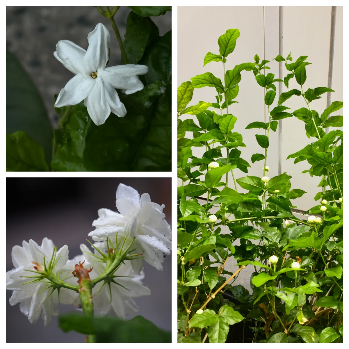 台灣比較常見的傳統園藝茉莉和近年流行的虎頭茉莉。蕭秀琴提供