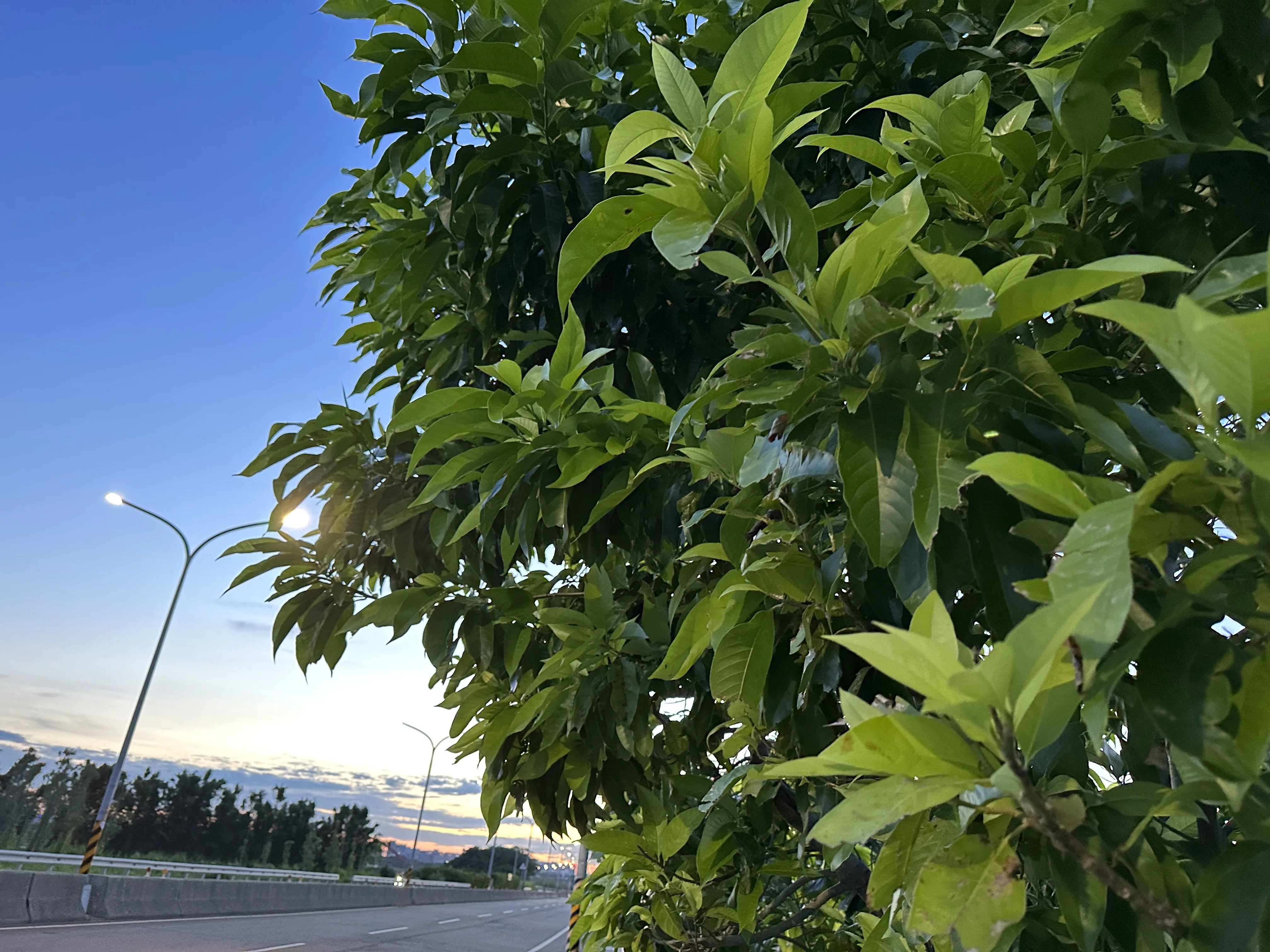 玉蘭是高大的喬木,葉片厚實,很適合乘涼。蕭秀琴提供