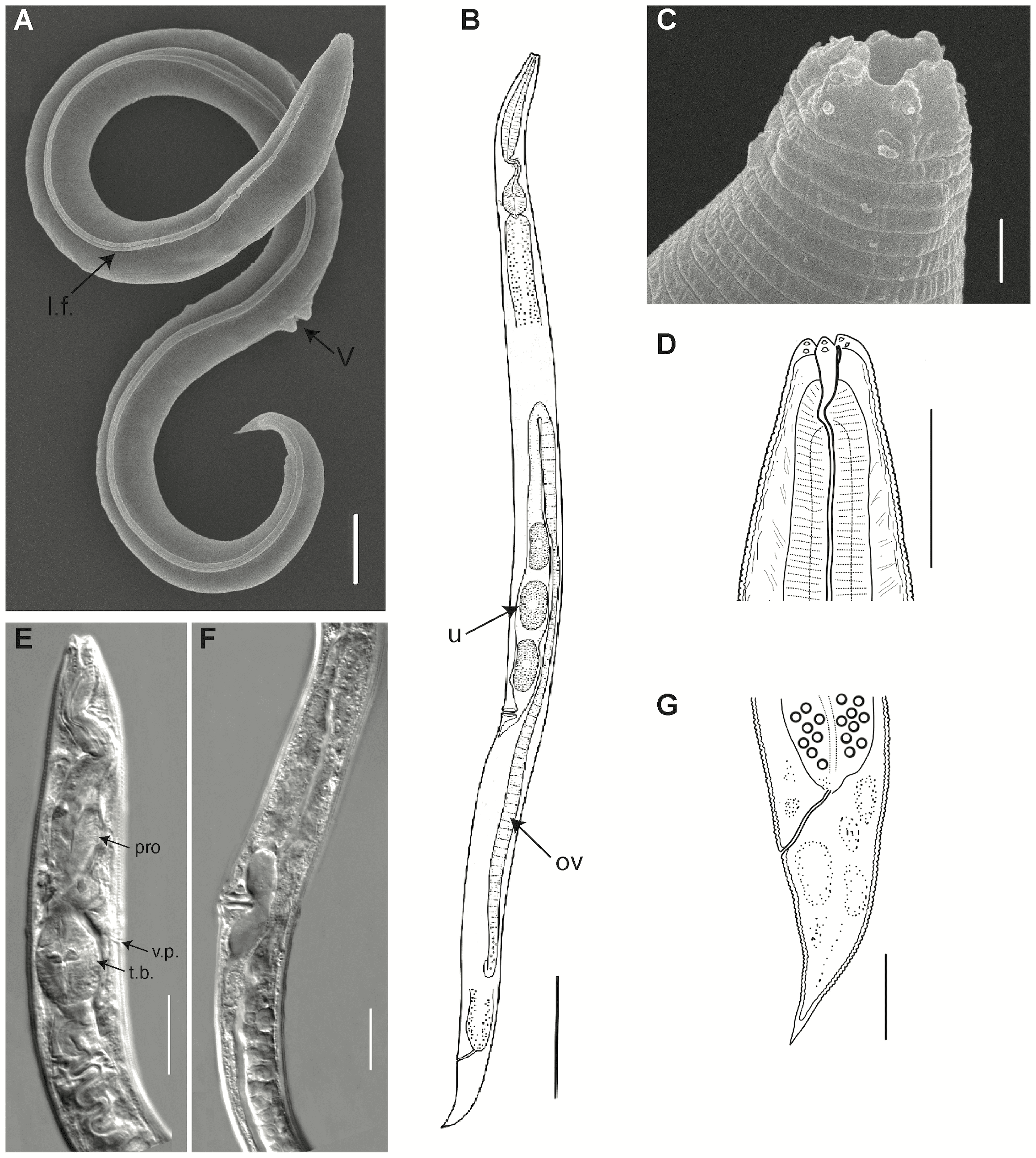 報告中有關新品種線蟲的資料。翻攝自《PLOT GENETICS》