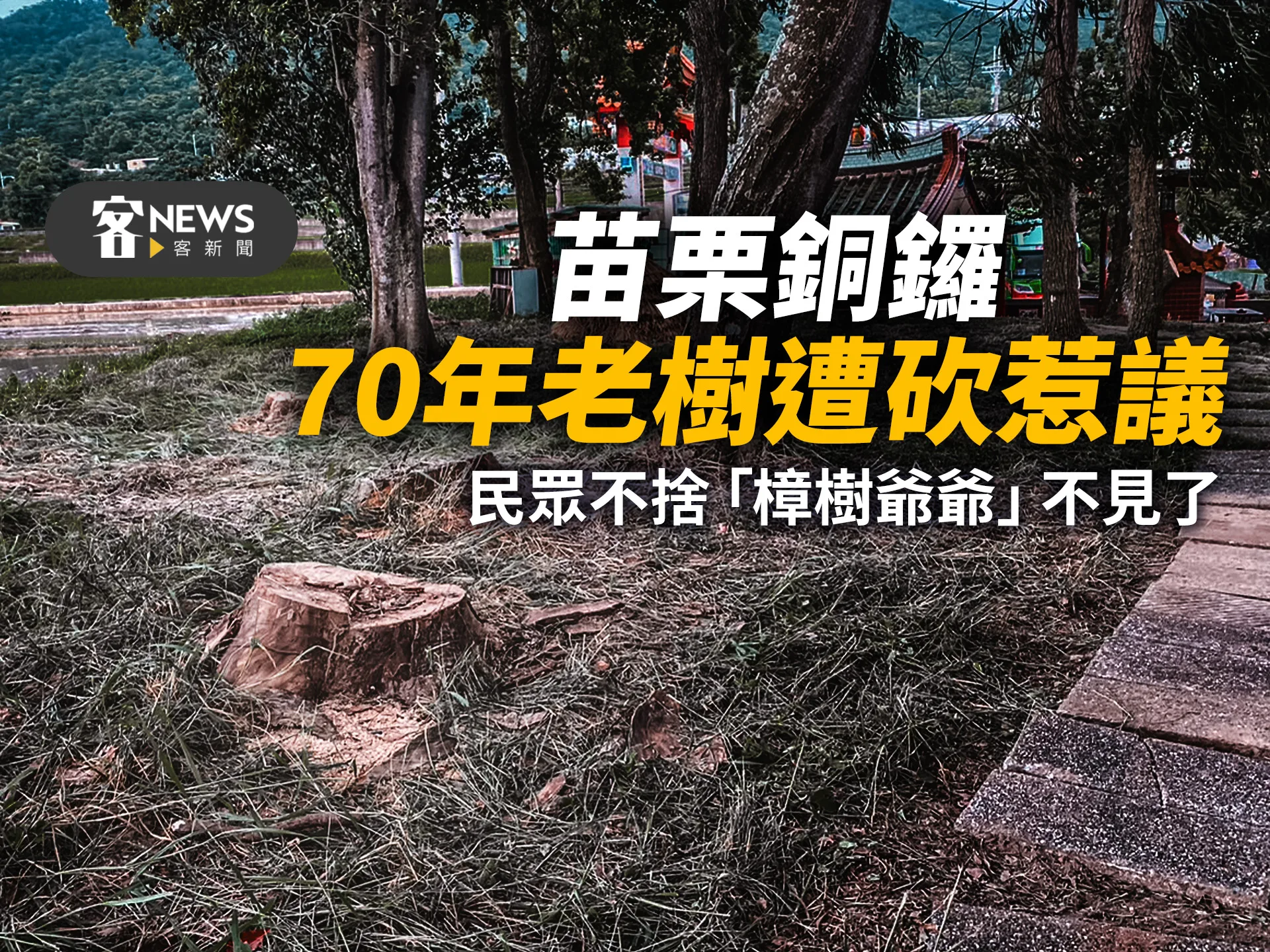 苗栗銅鑼70年老樹遭砍惹議　民眾不捨「樟樹爺爺」不見了
