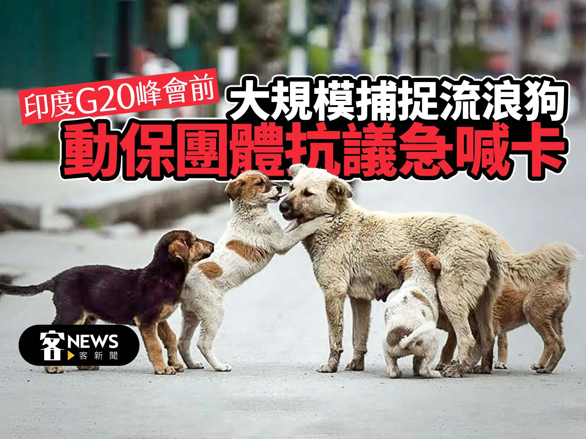 印度G20峰會前大規模捕捉流浪狗　動保團體抗議急喊卡