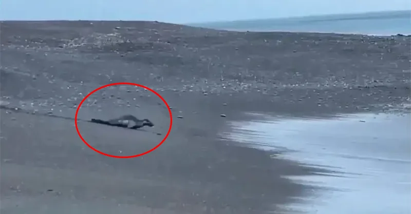 屏東旭海沙灘驚見野生海豹　海生館：罕見