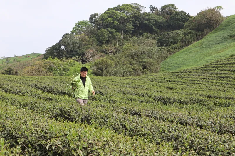 此林俊傑非歌手JJ　花蓮茶農研製蜜香紅茶揚威國際
