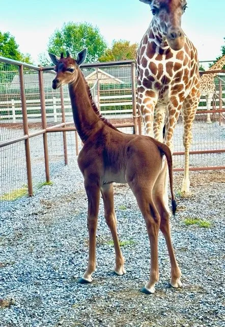 出生僅3周的小長頸鹿降康狀況良好,身高已達182公分。翻攝自Brights Zoo《臉書》官方粉專