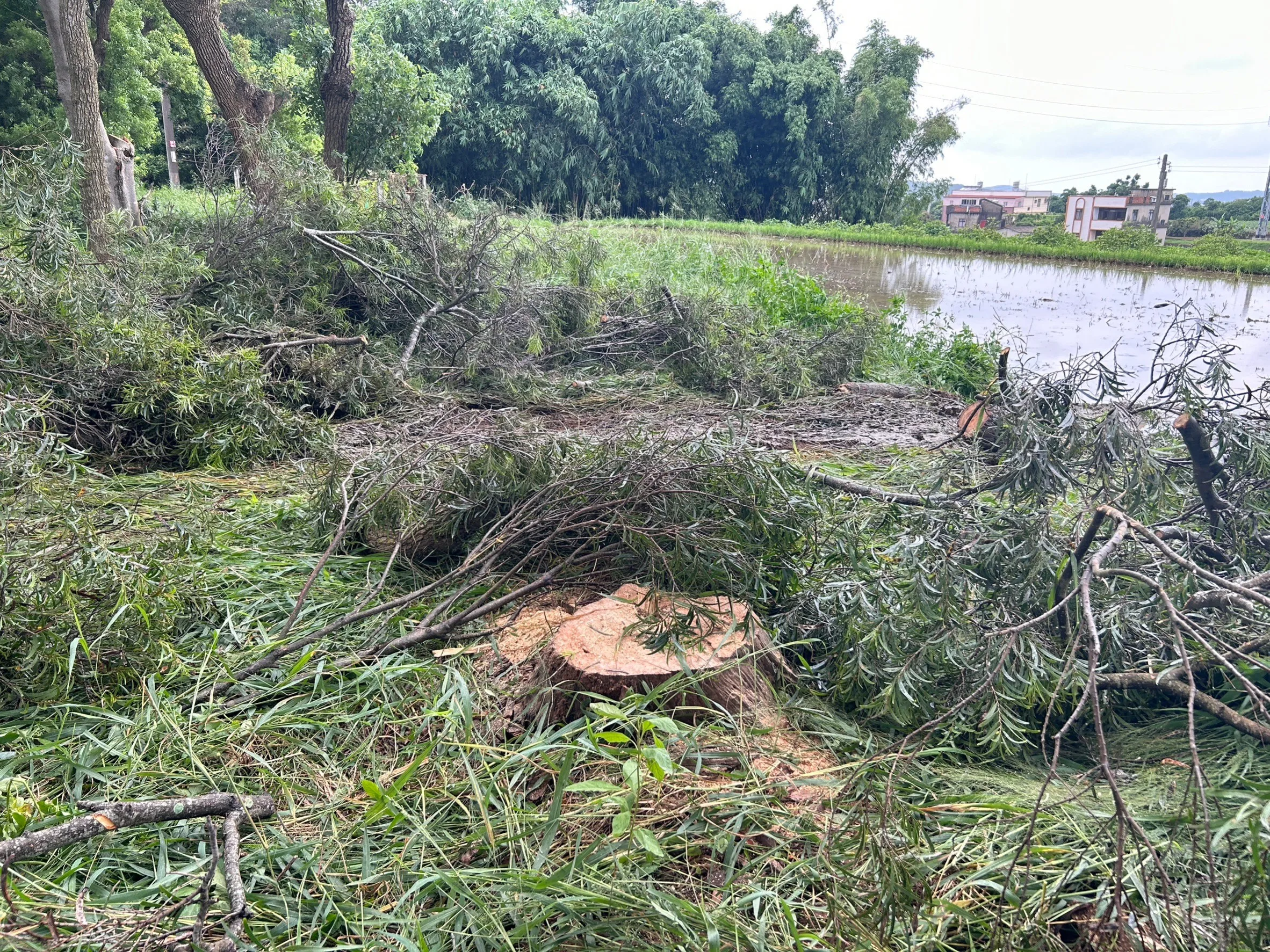 苗栗縣銅鑼鄉樟樹村的老樟樹遭砍至基部，地方民眾相當惋惜。山山藝文化實驗室提供