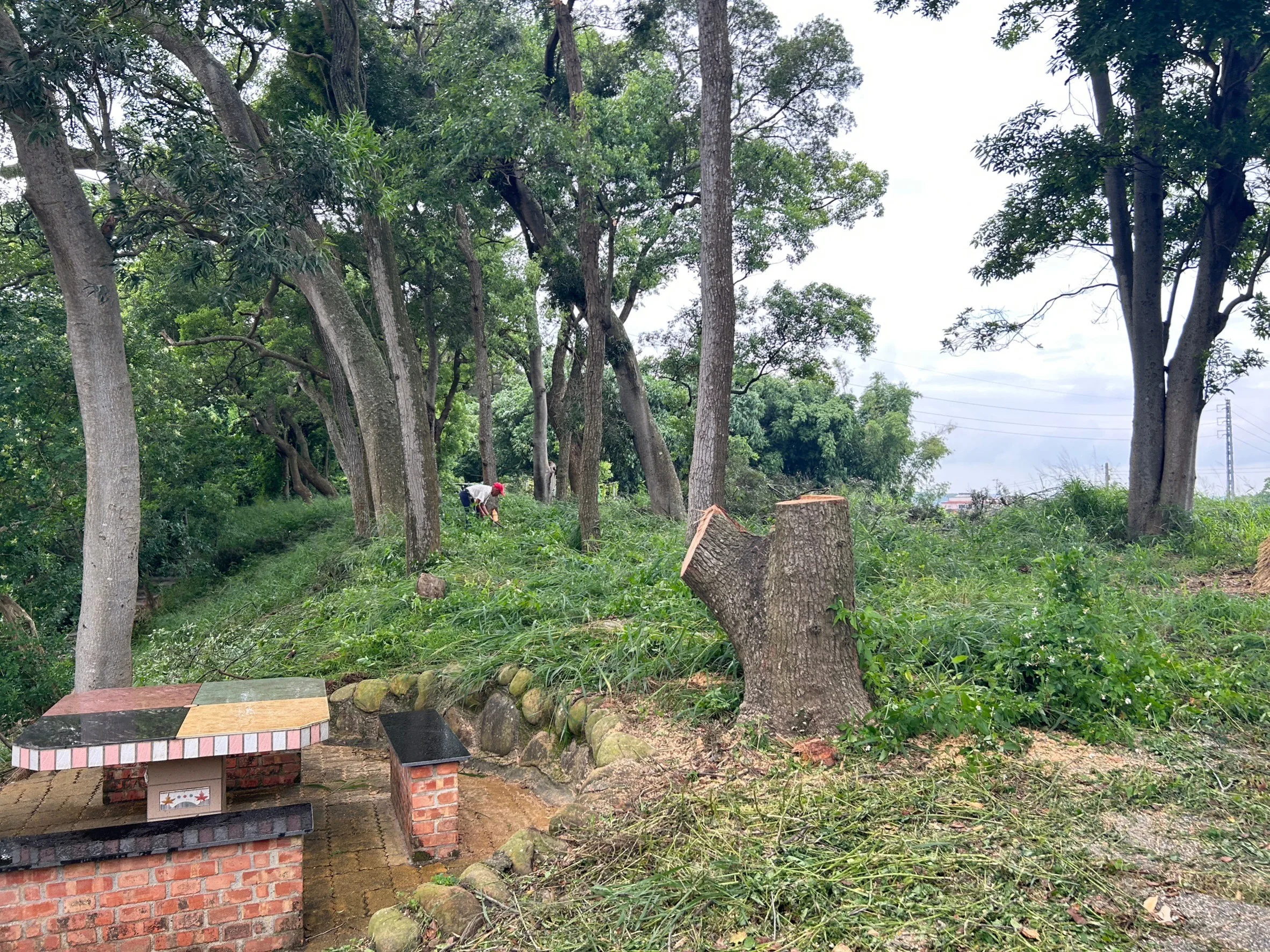 遭砍的老樟樹樹根，一旁就是原本居民休息聚會的地方。山山藝文化實驗室提供