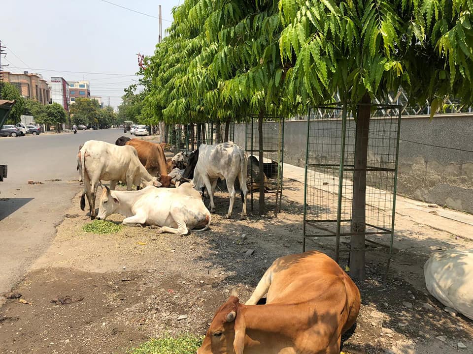 印度也存在嚴重的流浪牛問題。資料照片,翻攝自House of Stray Animals《臉書》官方粉專