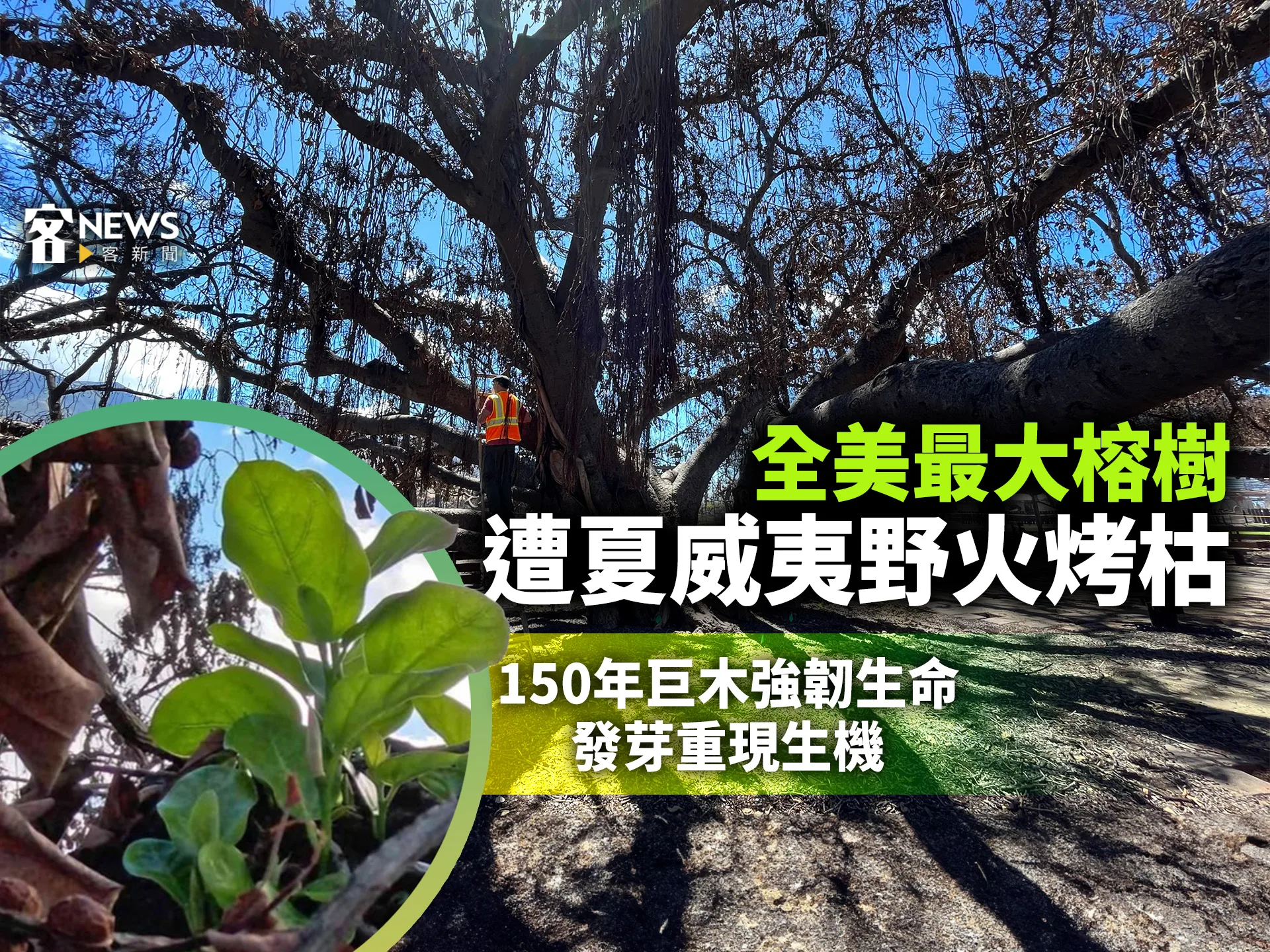 全美最大榕樹遭夏威夷野火烤枯　150年巨木強韌生命發芽重現生機