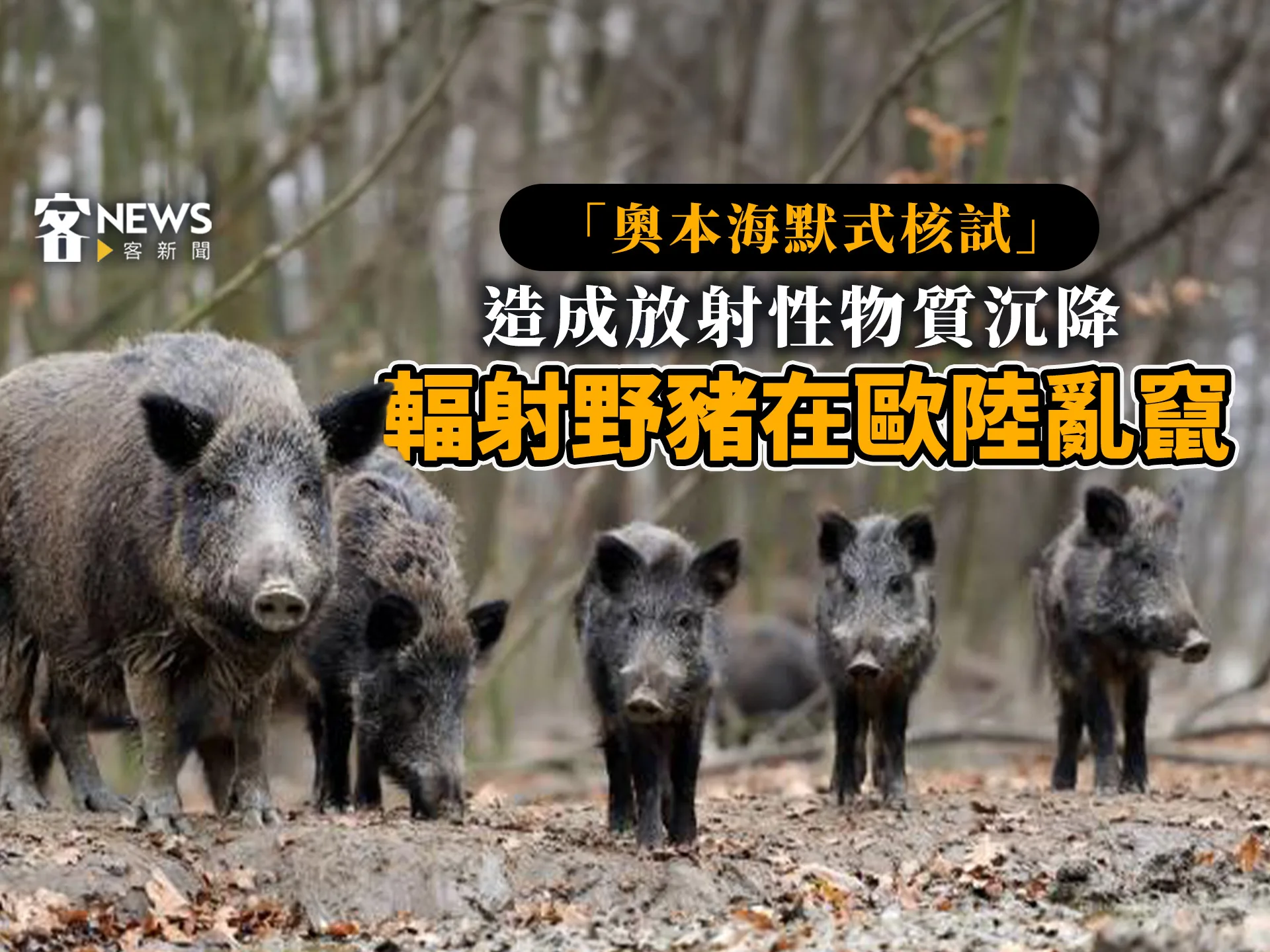 「奧本海默式核試」造成放射性物質沉降　輻射野豬在歐陸亂竄