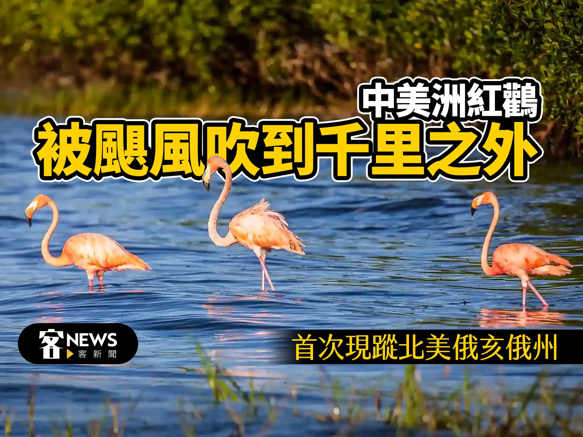 中美洲紅鸛被颶風吹到千里之外　首次現蹤北美俄亥俄州