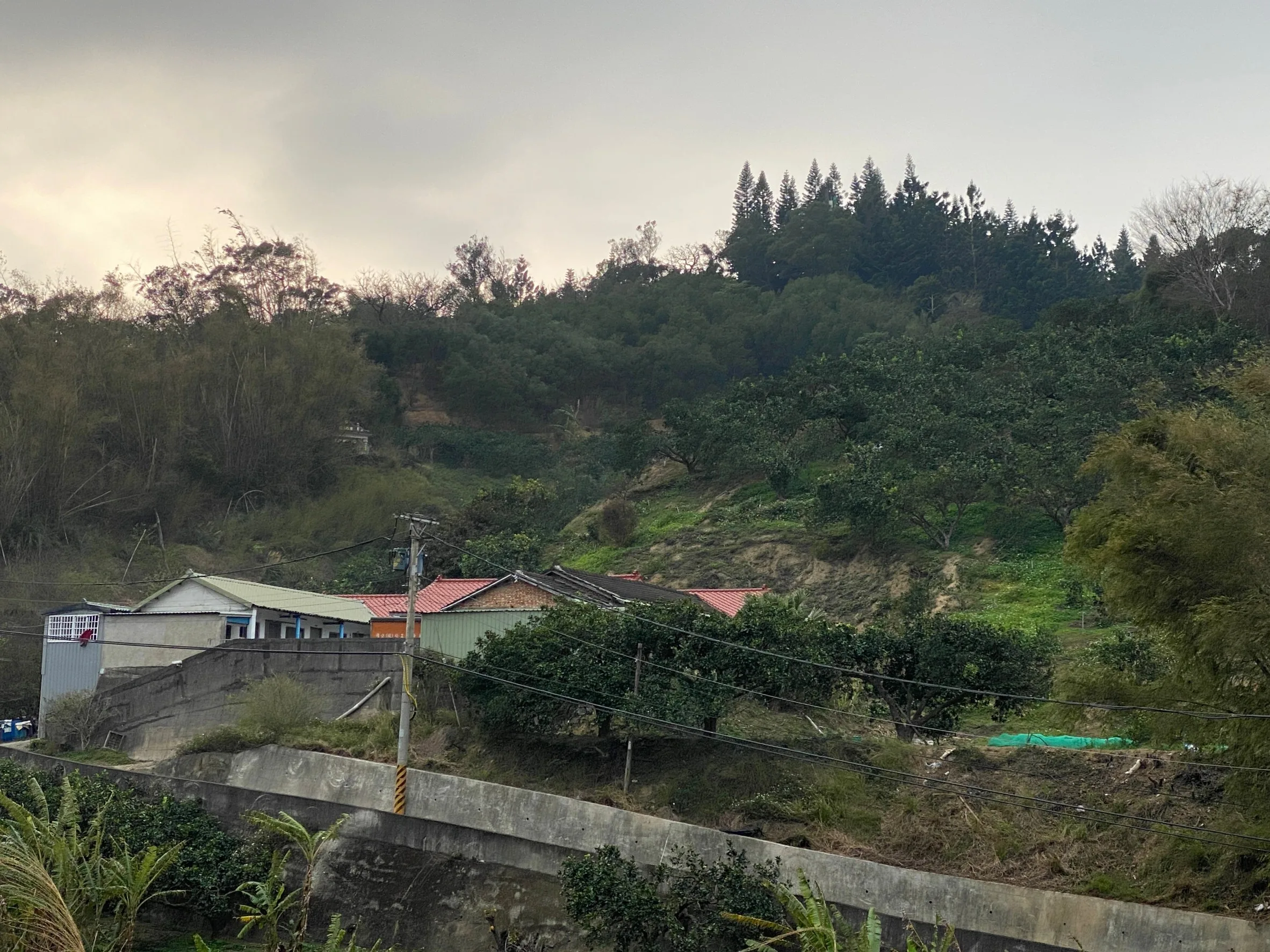 張四妺位於西湖鄉龍洞村打鐵坑的三合院,住宅前後都是柚子園。何來美攝