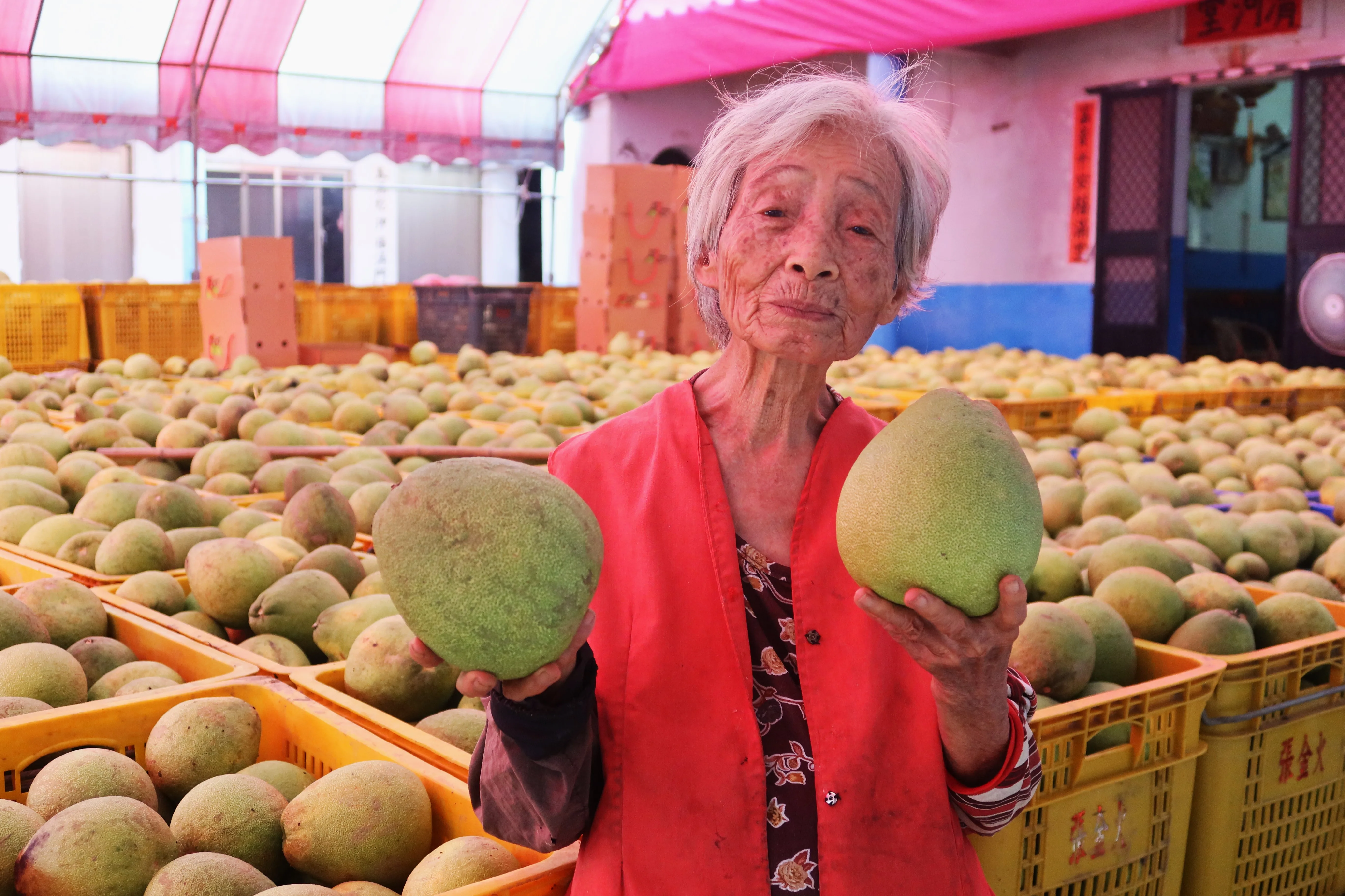 93歲的張四妹老太太與她管理採收的老欉文旦。何來美攝