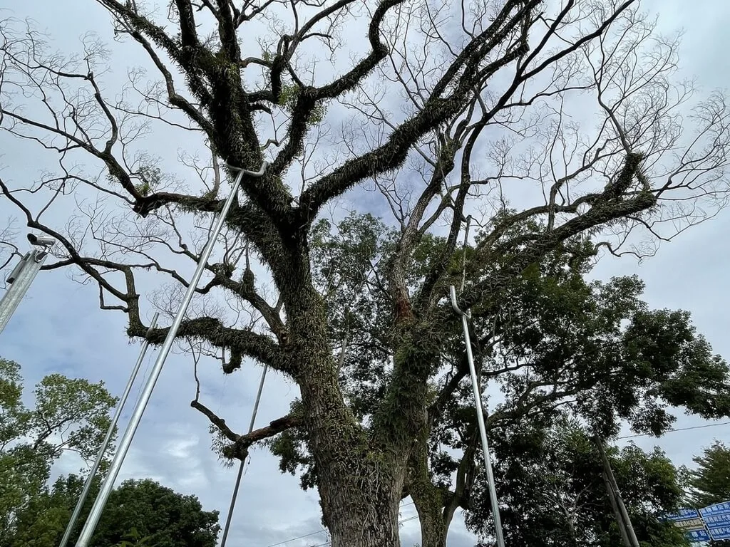 送別86歲老樟樹　花蓮瑞穗原地植新株展希望