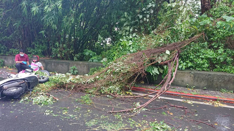 北市仰德大道路樹傾倒　女騎士遭壓傷送醫治療