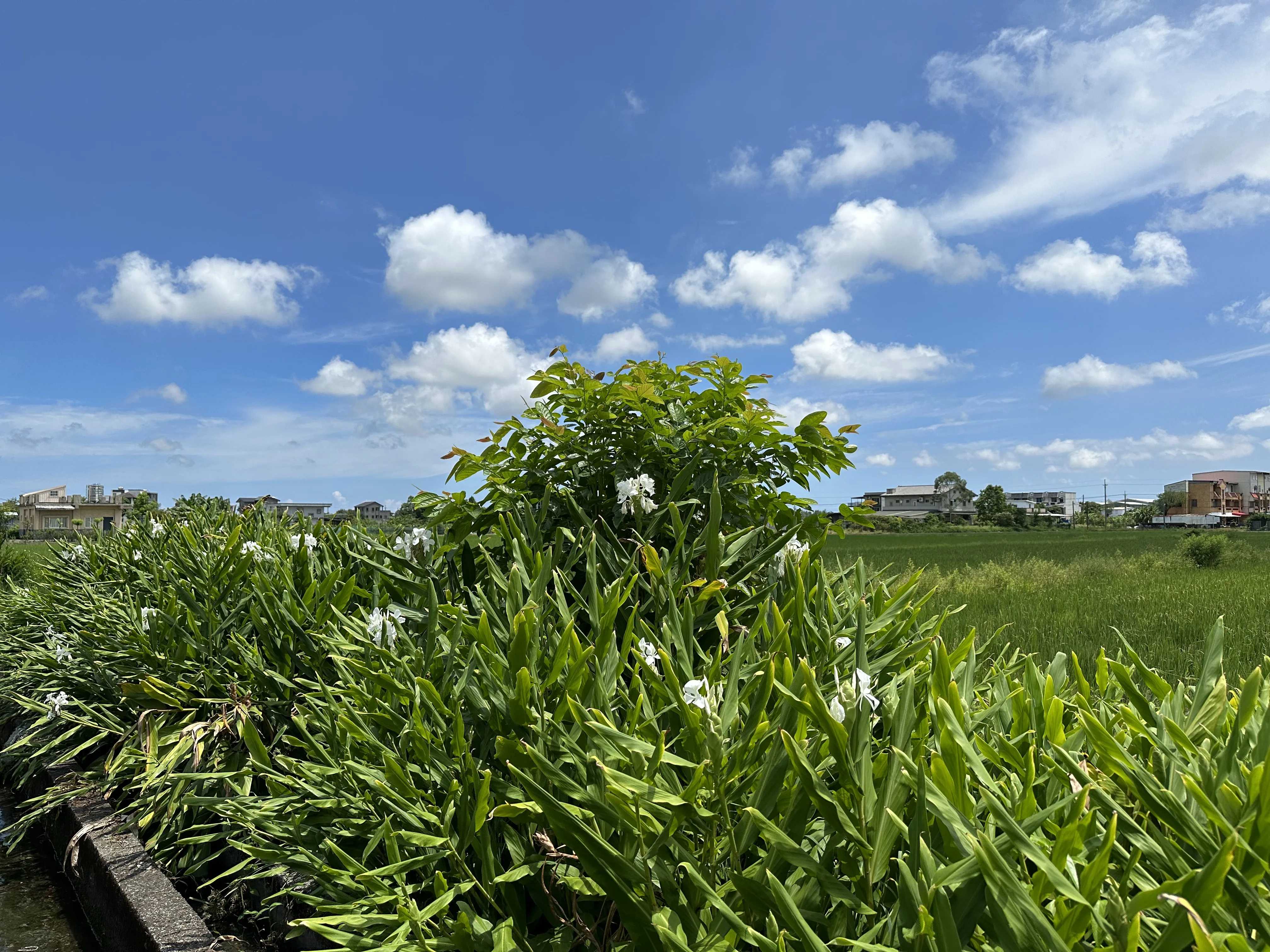在稻田邊種一排薑花成為生態棲地。蕭秀琴攝