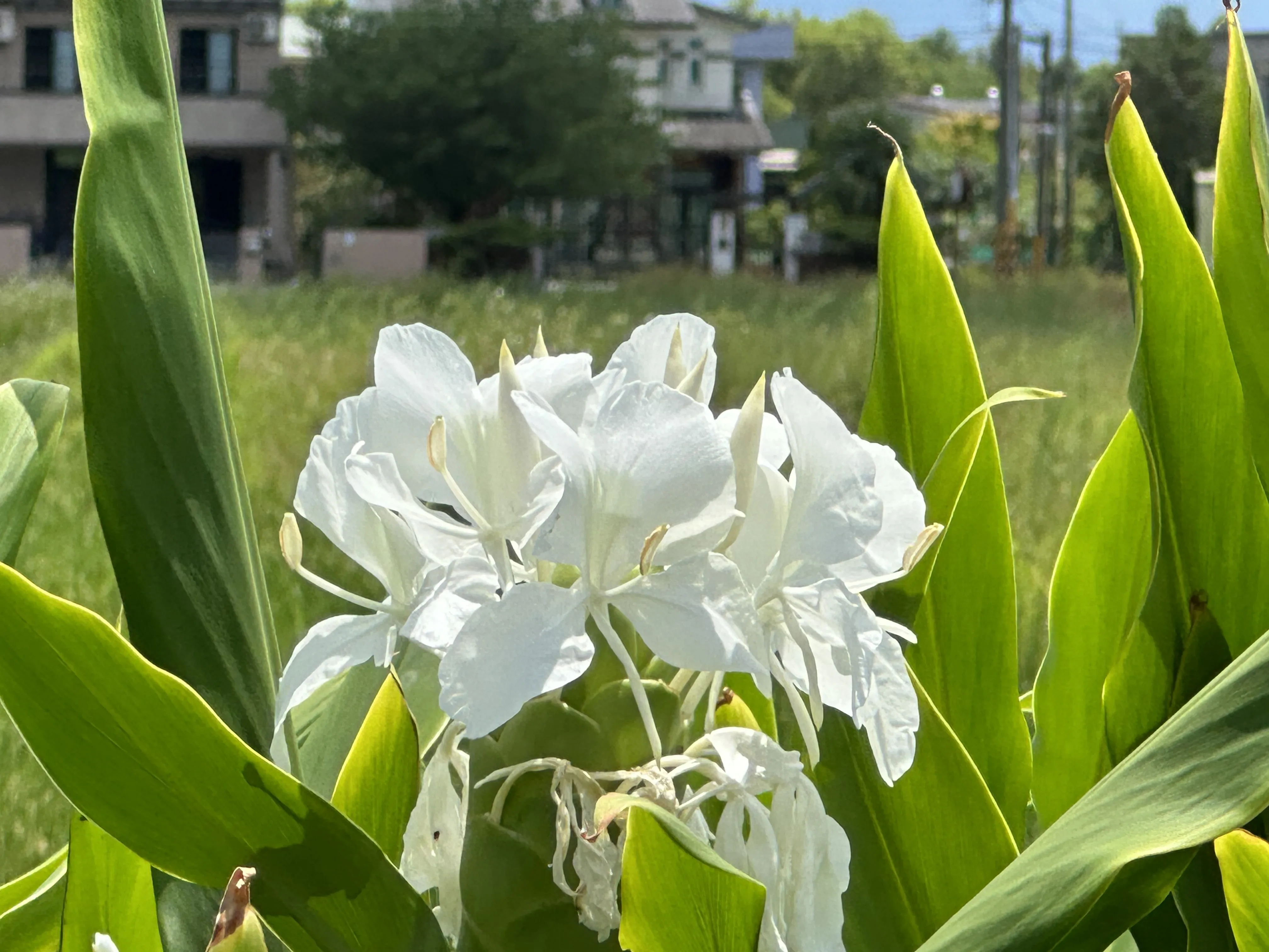 野薑花的學名是穗花山奈（Hedychium coronarium），客家人說是白鶴花或叫薑花。蕭秀琴攝