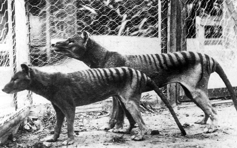 1936年塔斯馬尼亞動物園內最後飼養的2頭塔斯馬尼亞虎。資料照片,翻攝自科學期刊《Nature》
