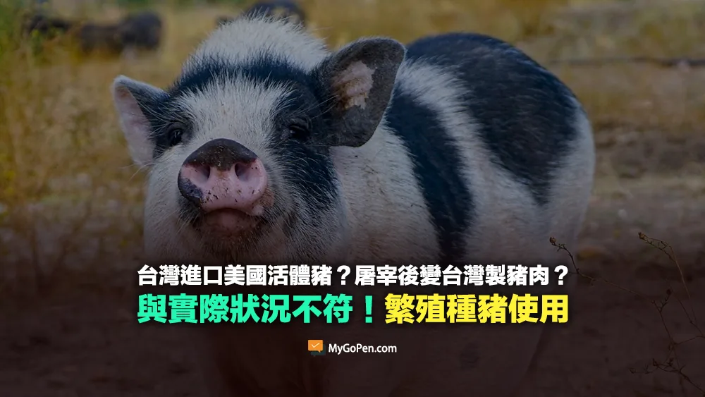 【查證】台灣進口美國活體豬？屠宰後變台灣製豬肉？與實際狀況不符！繁殖種豬使用