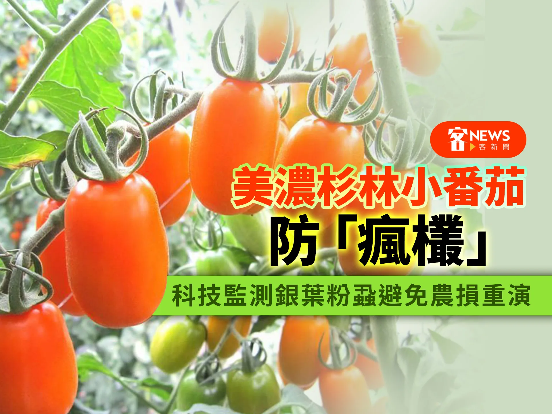 美濃杉林小番茄防「瘋欉」　科技監測銀葉粉蝨避免農損重演
