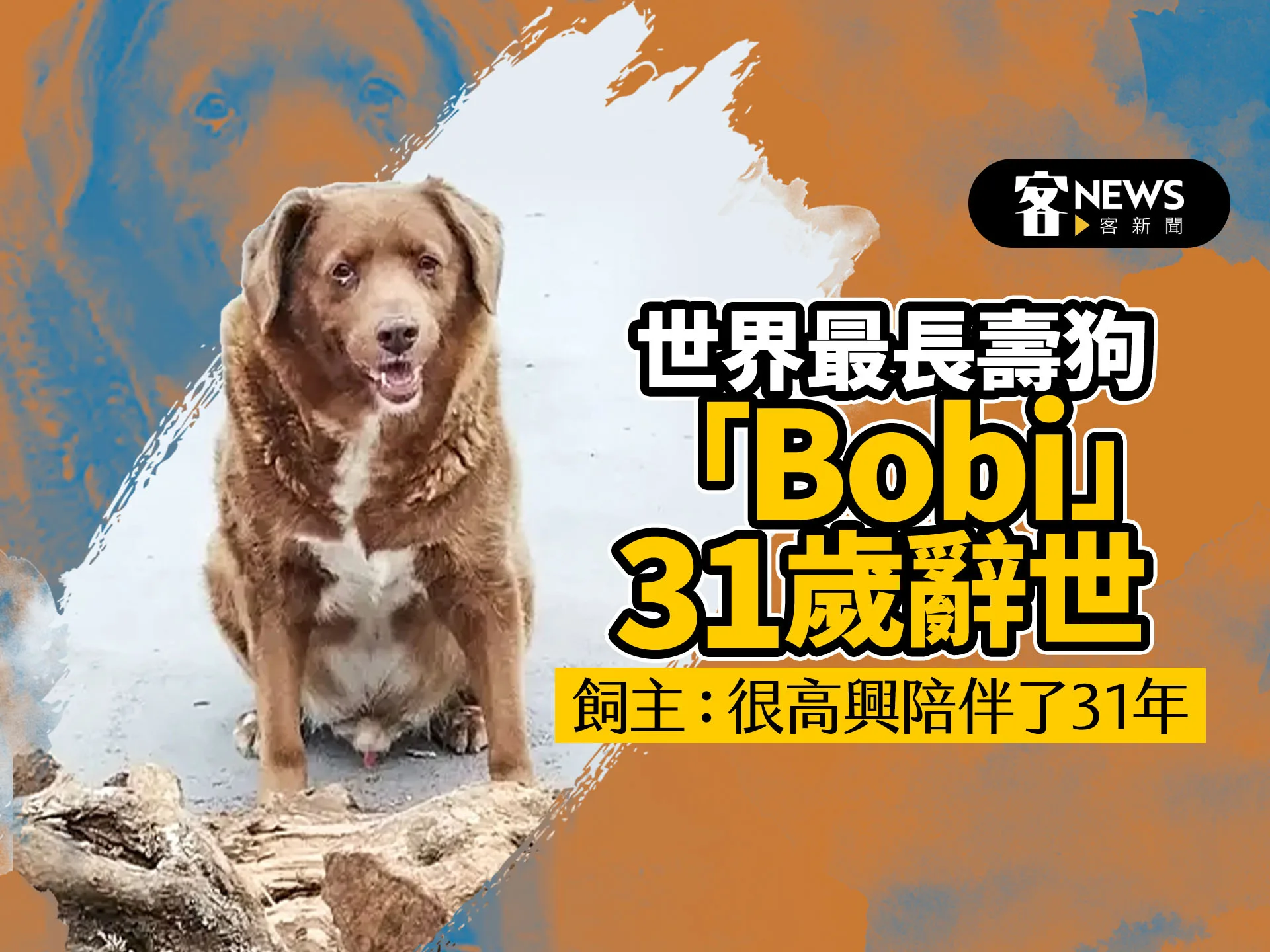 世界最長壽狗「Bobi」31歲辭世　飼主：很高興陪伴了31年