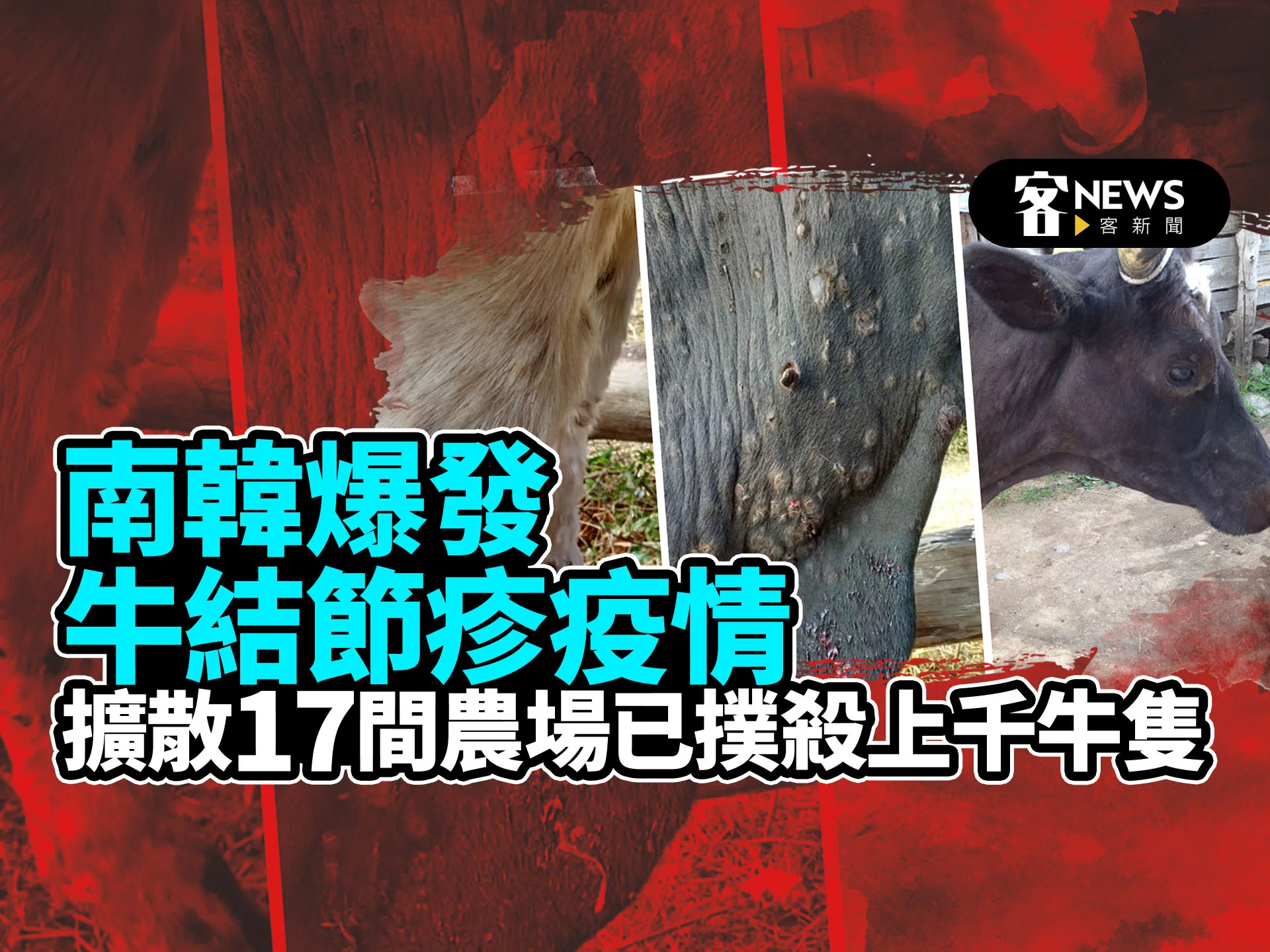 南韓爆發牛結節疹疫情　擴散17間農場已撲殺上千牛隻