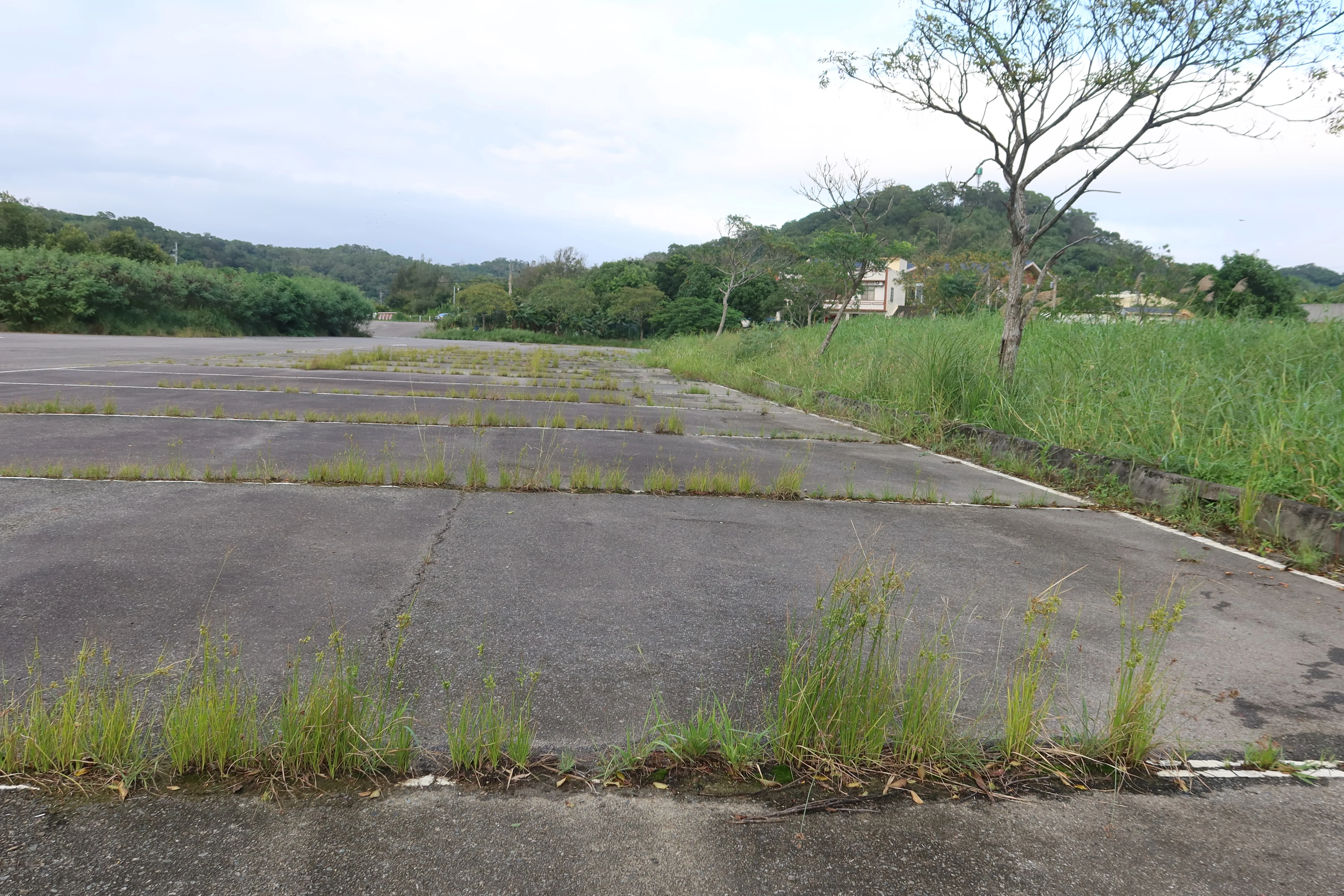 通霄馬家庄附近規劃的大型停車場,因少有遊客光臨,連停車格都長了雜草。何來美攝