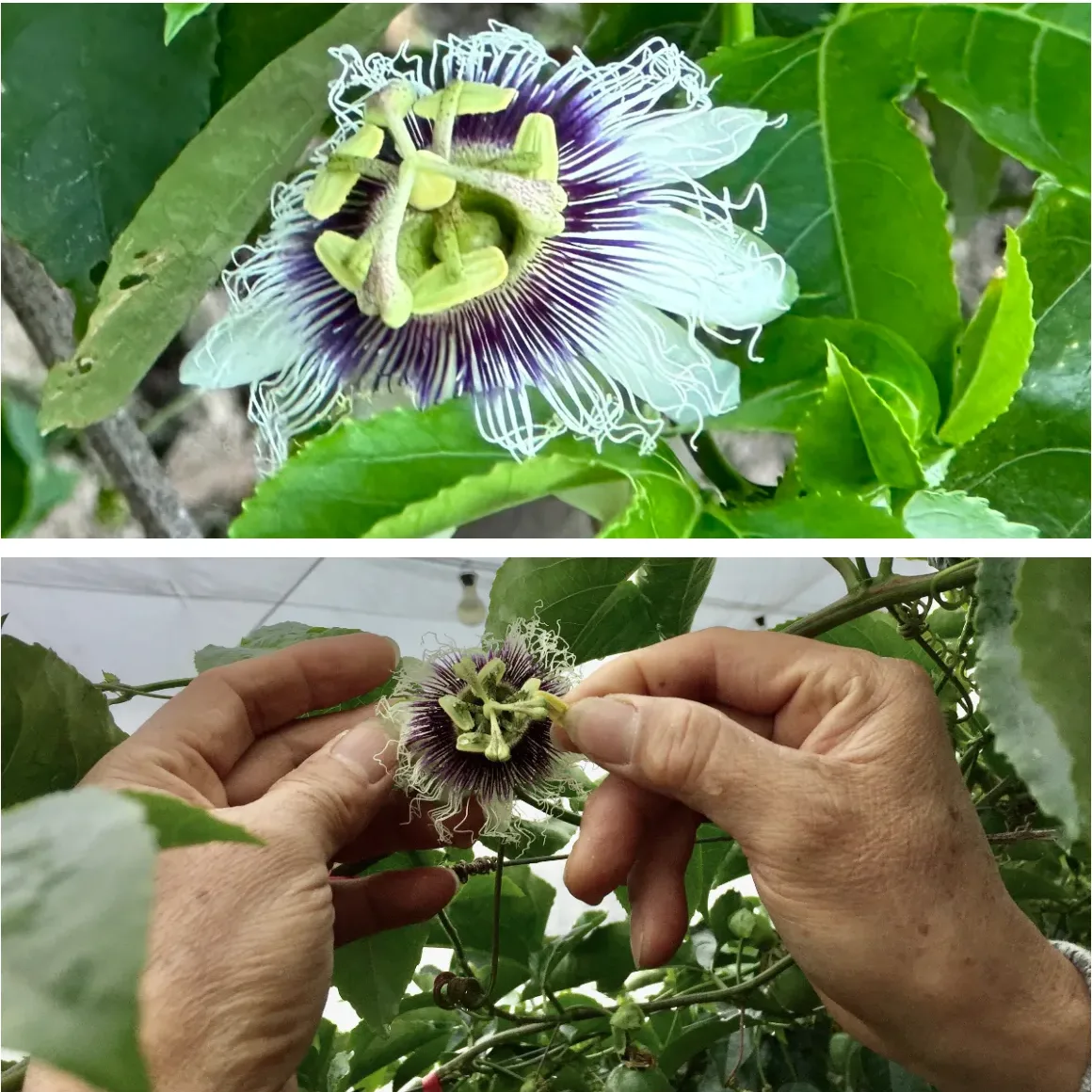 百香果花是一幅耶穌受難圖，台灣的農人依然堅信親自授粉才會結出又甜又有滋味的果實。蕭秀琴攝
