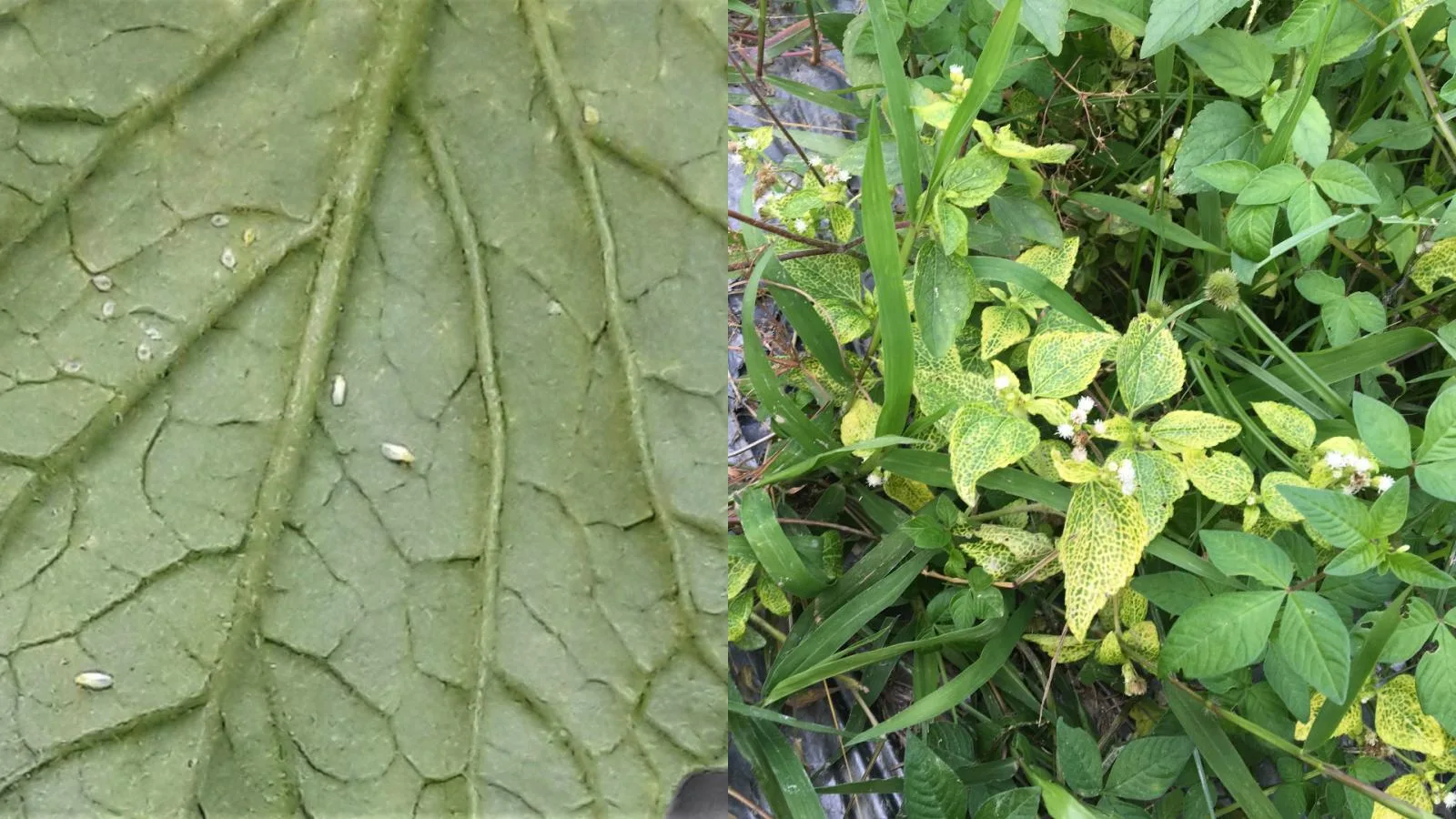 銀葉粉蝨（左圖）為番茄病毒病害重要媒介昆蟲，苗期應加強防治。同時，霍香薊黃脈病毒常感染田間霍香薊等雜草，形成葉脈黃化病徵（如右圖所示），應注意田間衛生一併清除。高雄農業改良場提供