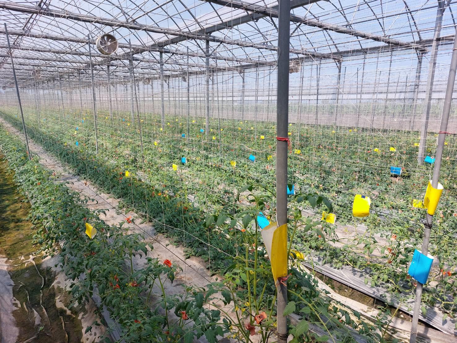 高雄小番茄正逢種植初期，農業局監測防害蟲。高雄市政府提供