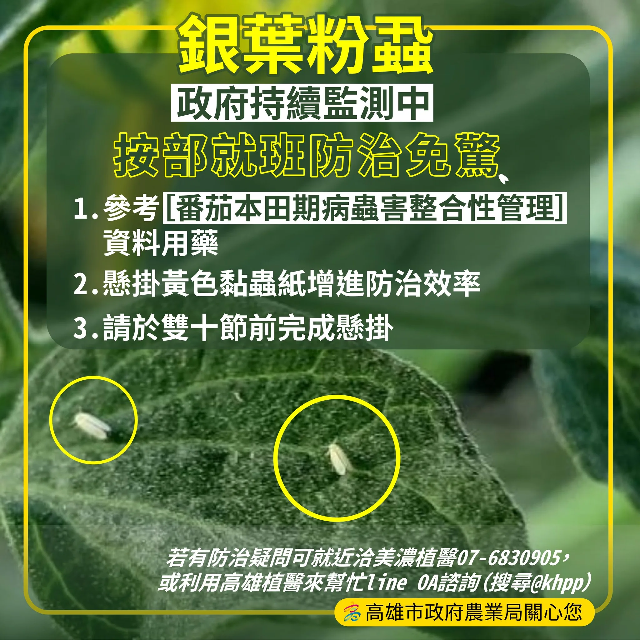 防治番茄蟲害宣導海報。高雄市政府提供