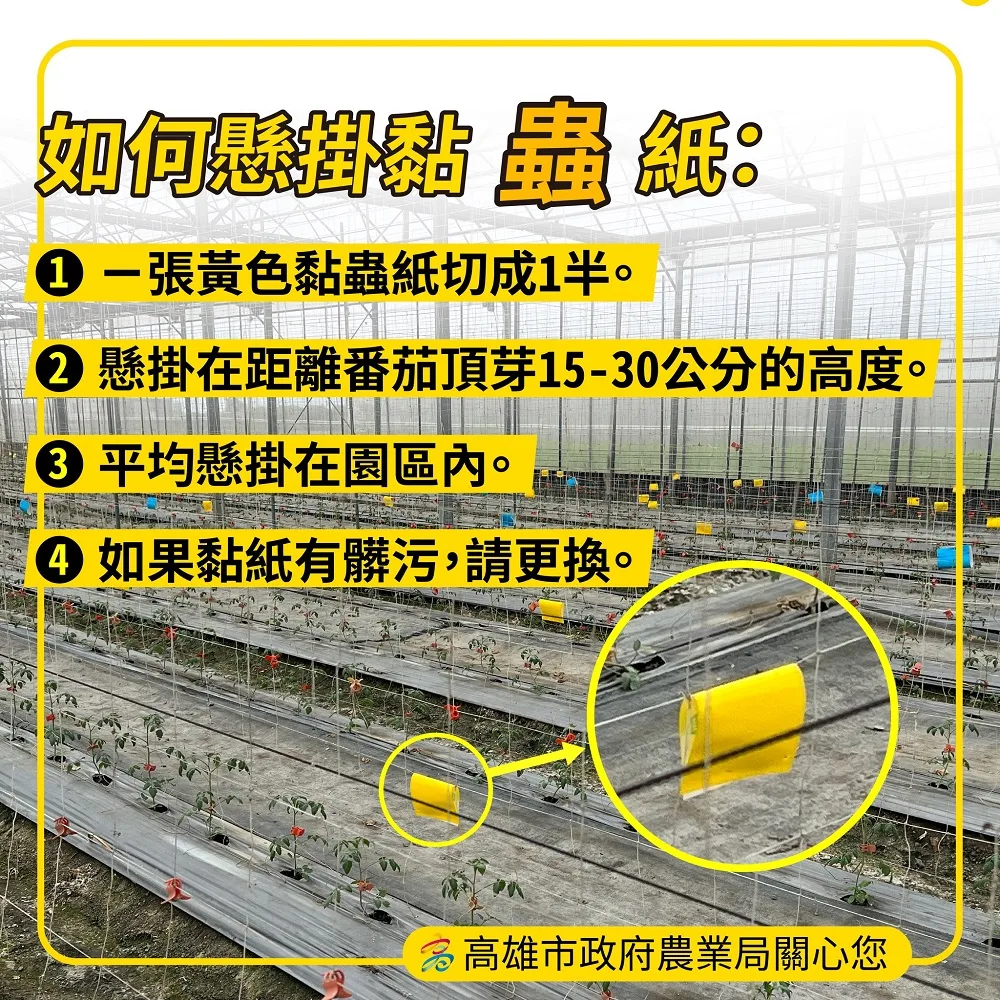 防治番茄蟲害宣導海報。高雄市政府提供