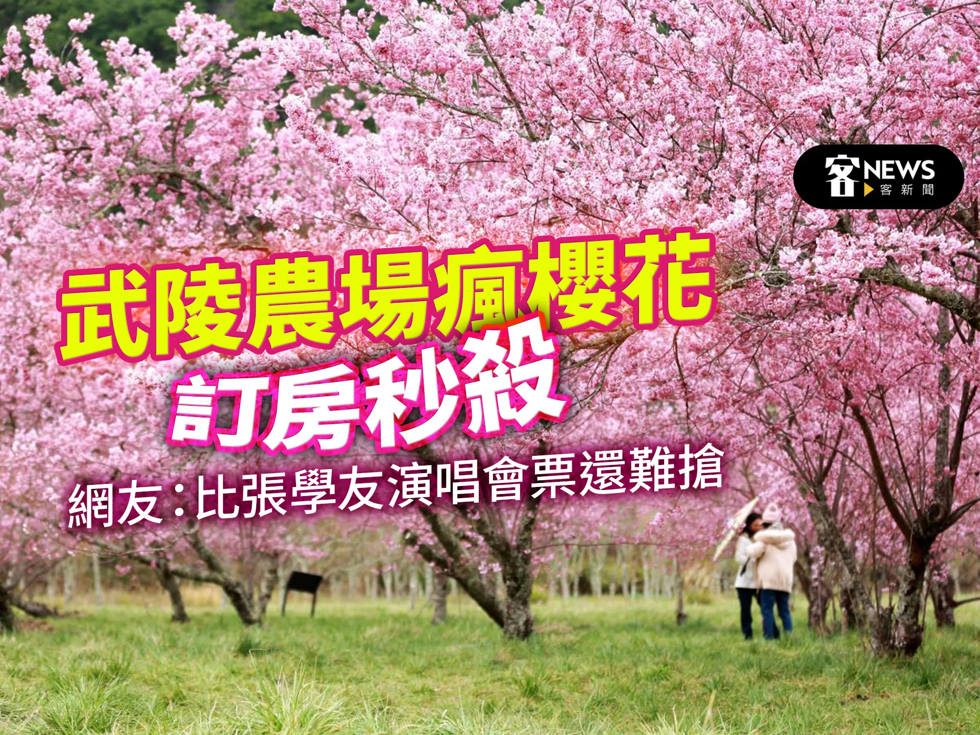 武陵農場瘋櫻花訂房秒殺　網友：比張學友演唱會票還難搶